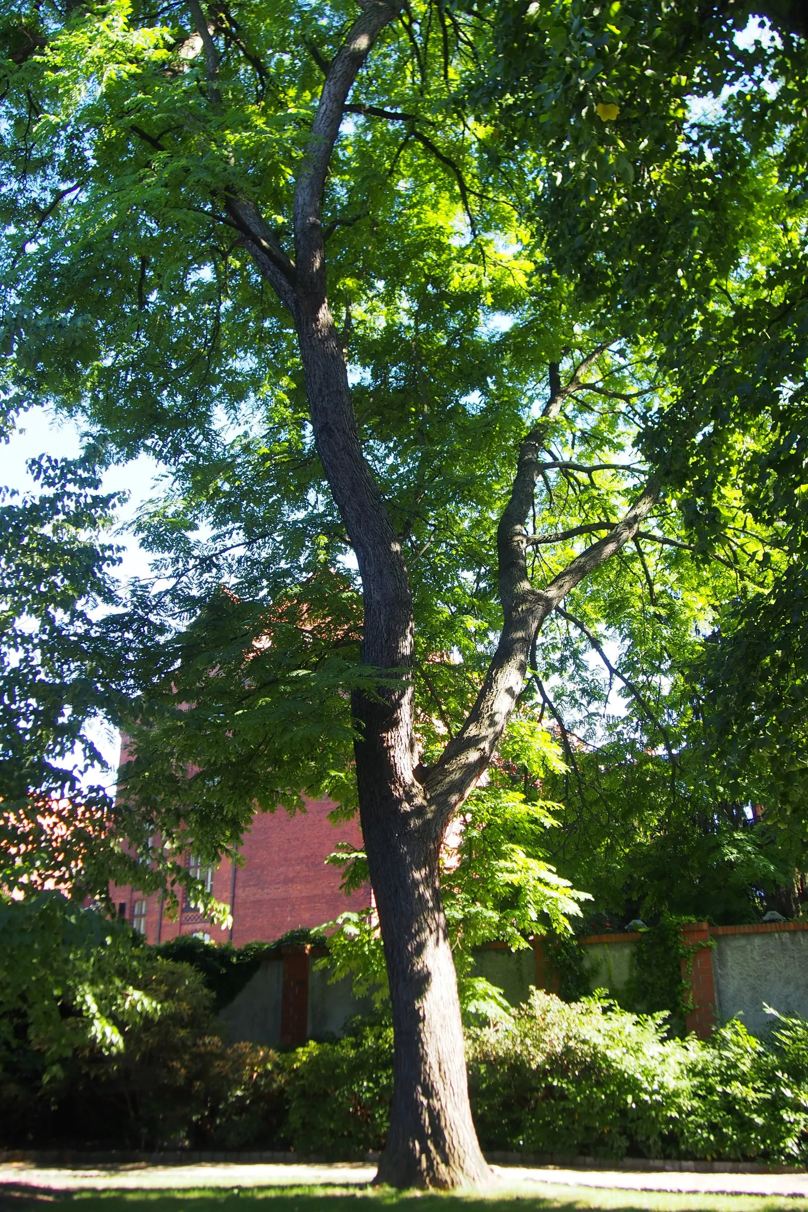 Kentucky Coffee Tree (Gymnocladus Dioicus) — this tree typically reaches between 60 and 75 feet with a canopy spread of 40 to 50 feet
