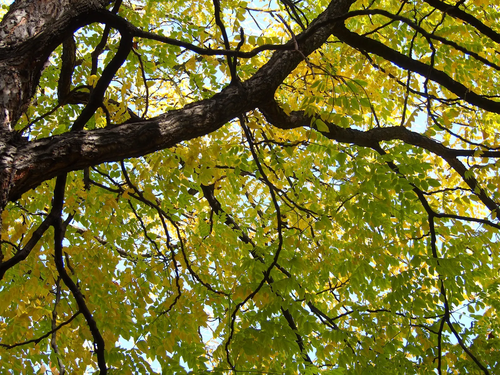 Kentucky Coffee Tree (Gymnocladus Dioicus) — The Kentucky Coffee Tree (Gymnocladus dioicus) is a bold; native to the Midwest, this low-maintenance tree is
