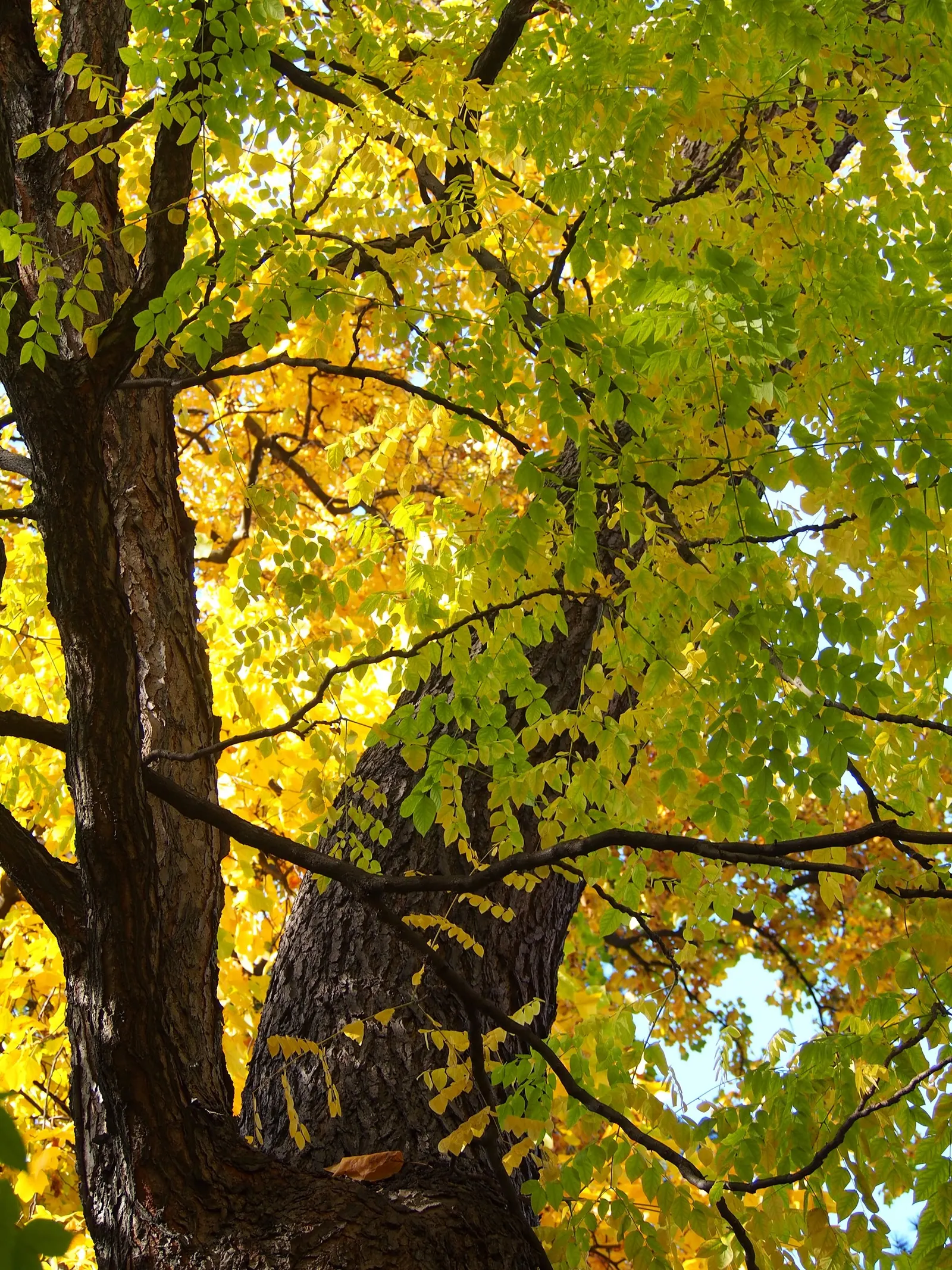 Kentucky Coffee Tree (Gymnocladus Dioicus) — Native to the Midwest, this low-maintenance tree is tolerant of various conditions