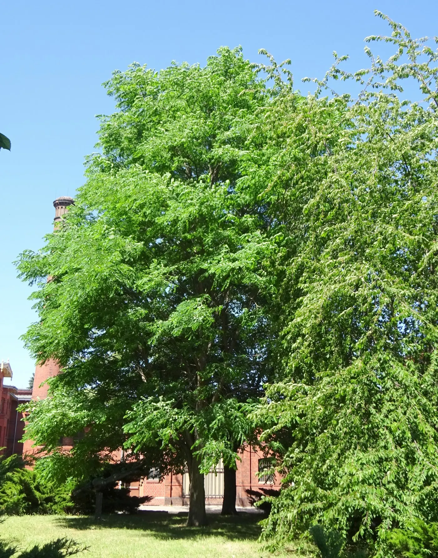 Kentucky Coffee Tree (Gymnocladus Dioicus) — In late spring, it produces fragrant, white flowers, followed by thick, leathery seed pods; ideal for large