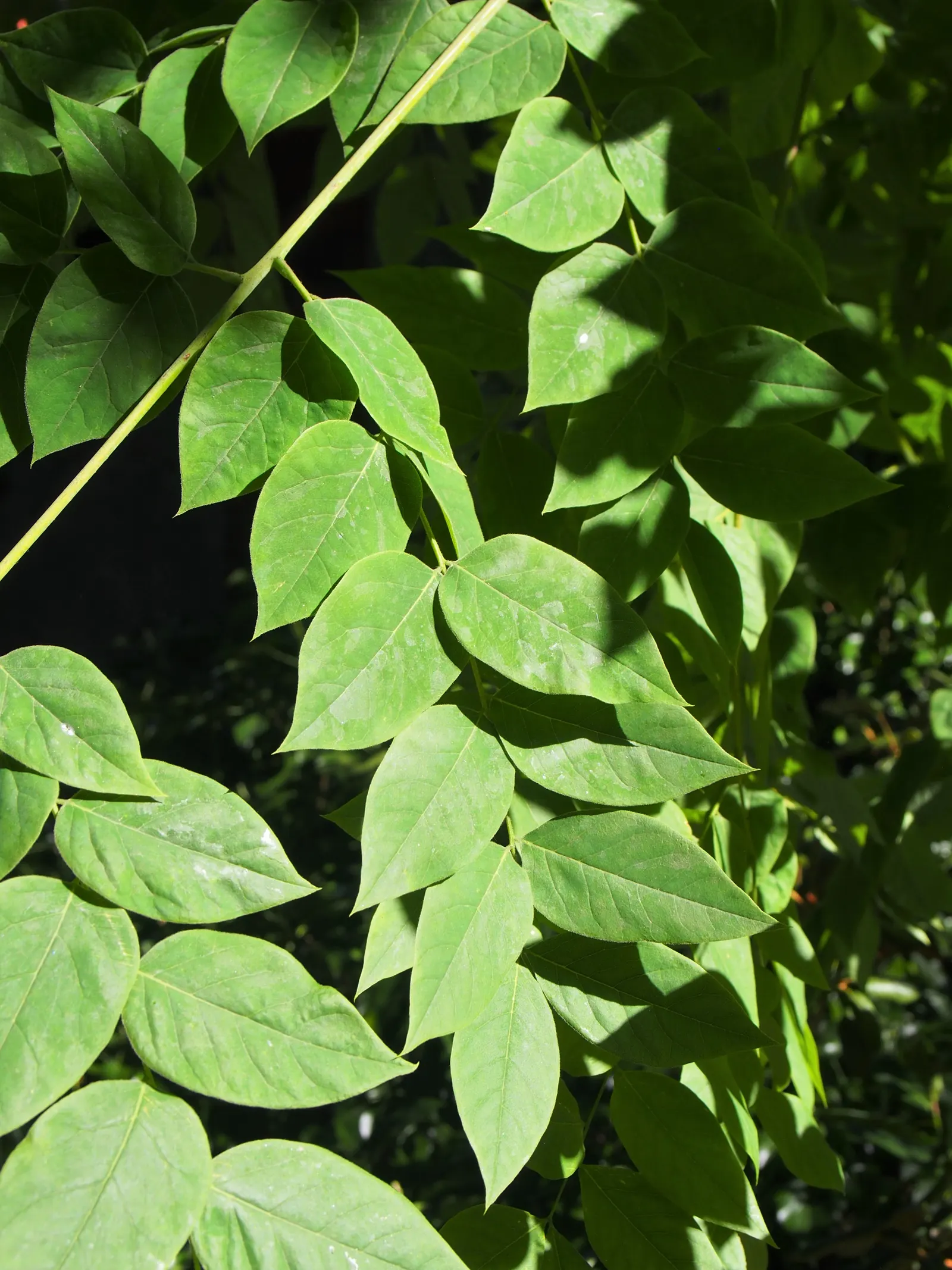 Kentucky Coffee Tree (Gymnocladus Dioicus) — These bluish-green leaves provide a light