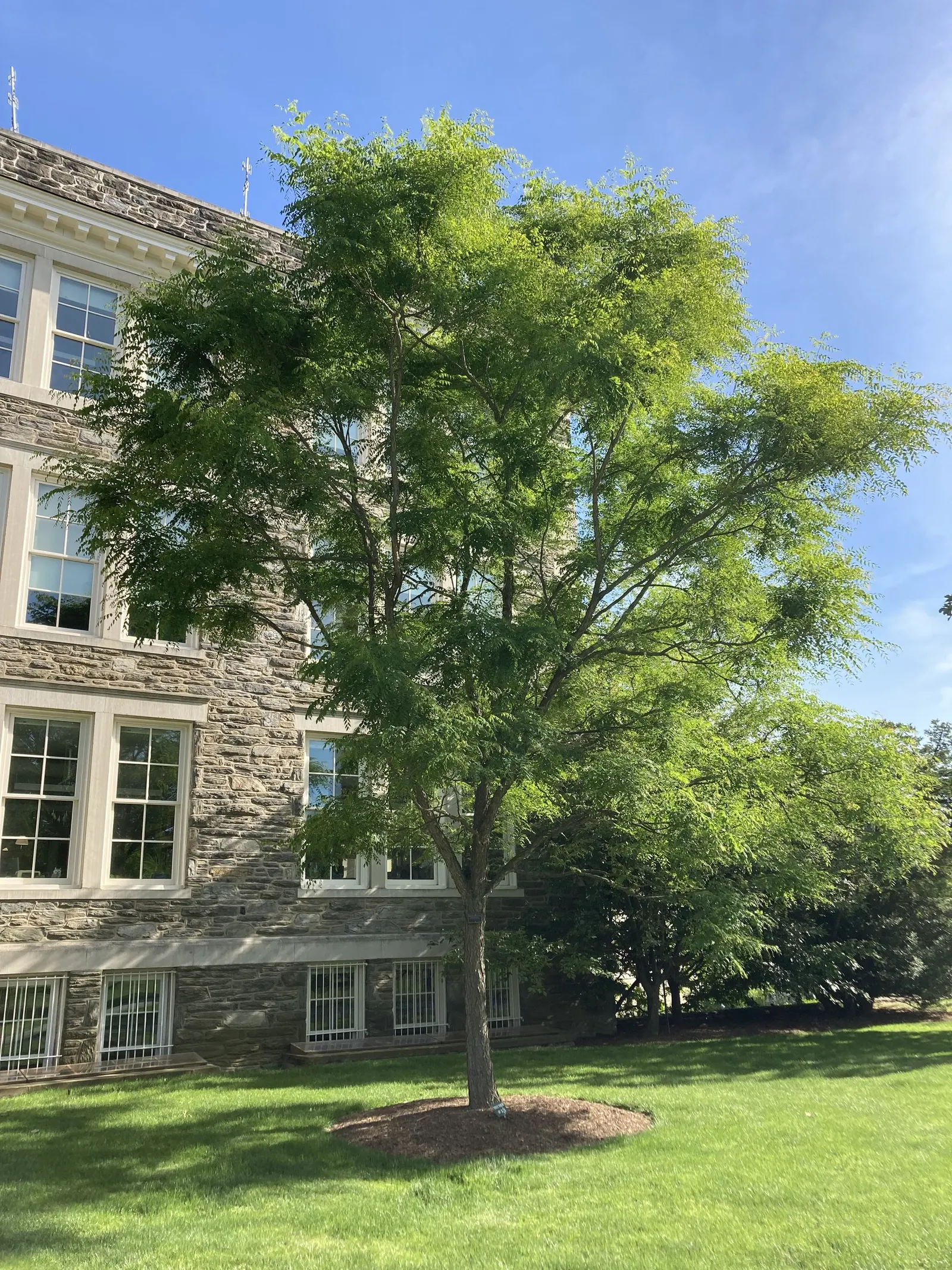 Kentucky Coffee Tree (Gymnocladus Dioicus) — reaching heights of 60-75 feet with a 40-50 feet spread; its robust and irregular growth habit lends an open