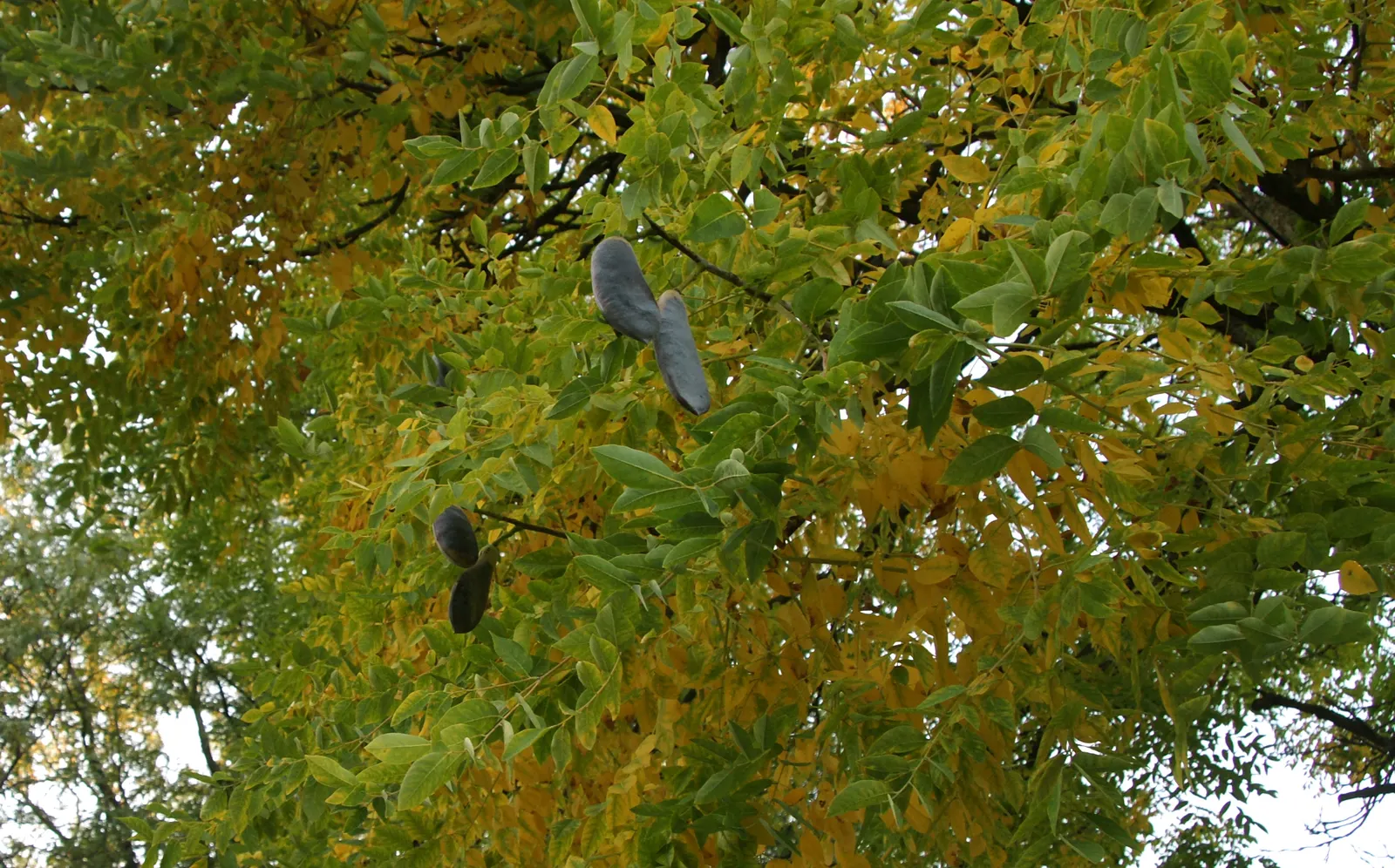 Kentucky Coffee Tree (Gymnocladus Dioicus) — is a distinctive and picturesque species that offers a bold