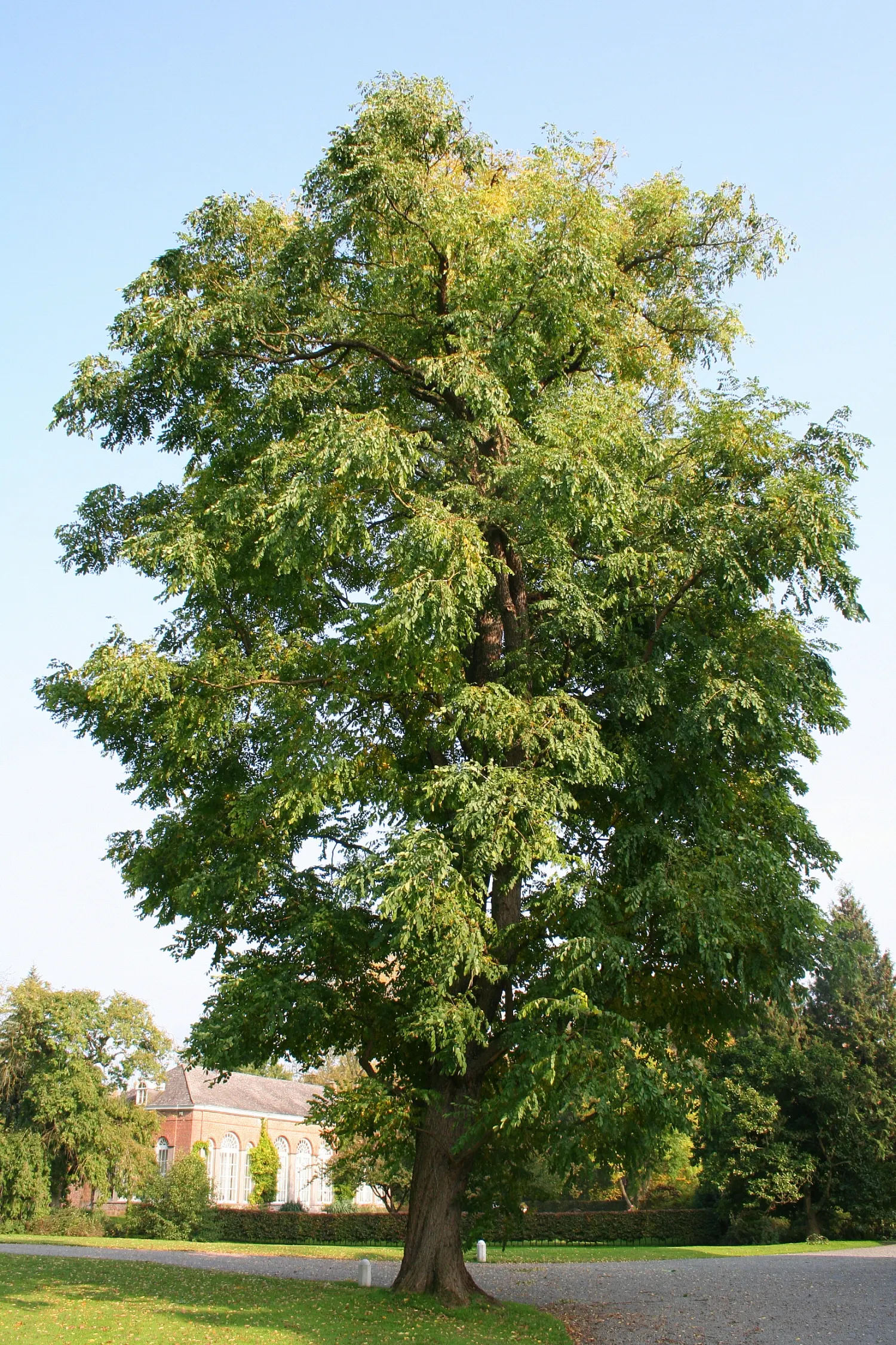 Kentucky Coffee Tree (Gymnocladus Dioicus) — the Kentucky Coffee Tree is a versatile choice for a range of climates