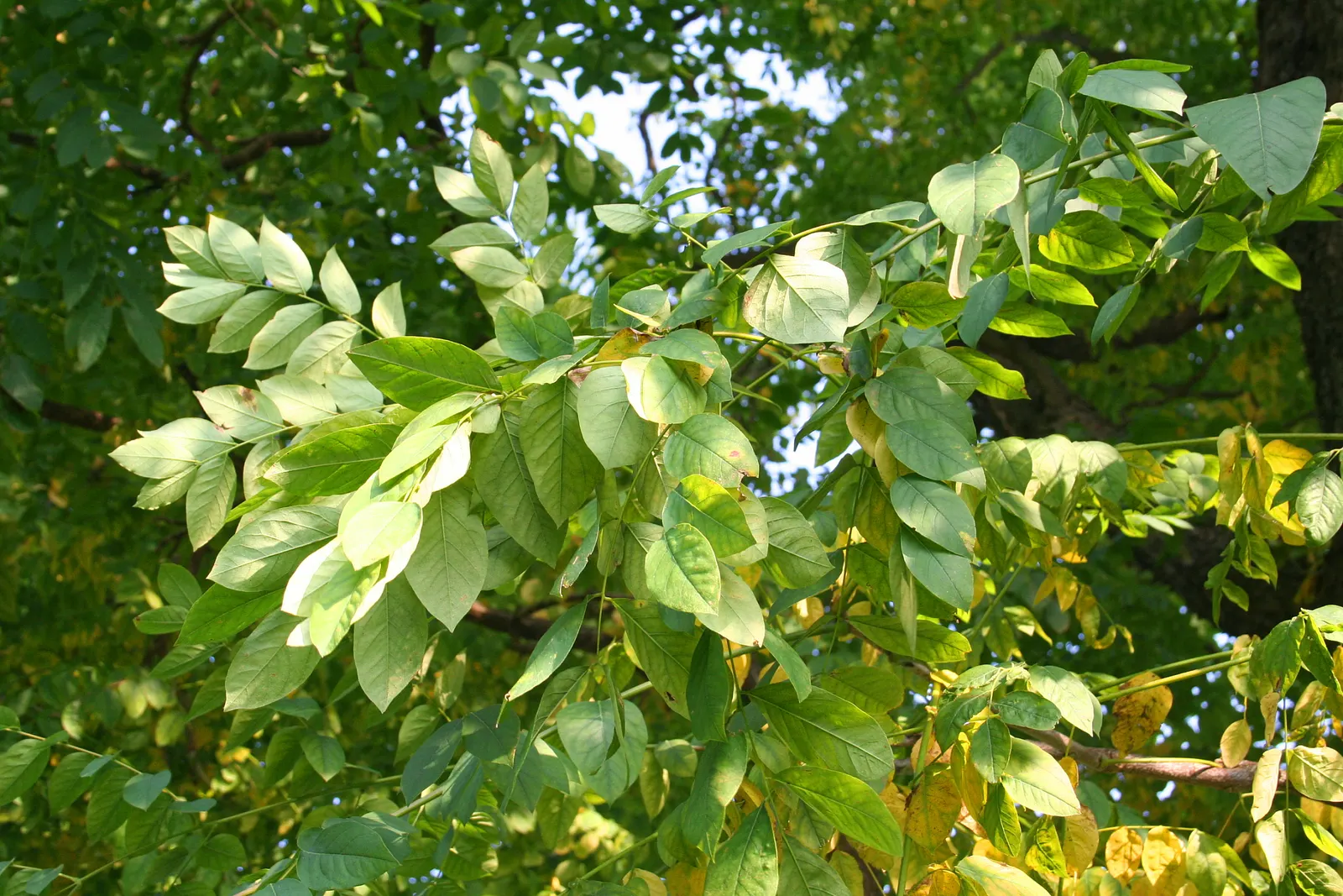 Kentucky Coffee Tree (Gymnocladus Dioicus) — Its robust and irregular growth habit lends an open