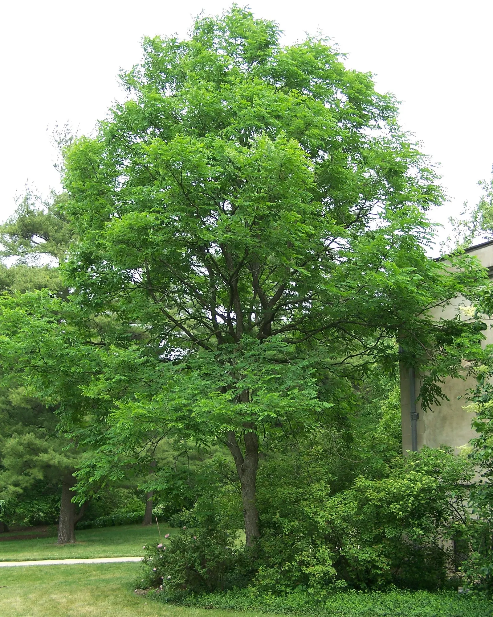 Kentucky Coffee Tree (Gymnocladus Dioicus) — yet sophisticated presence to any landscape design