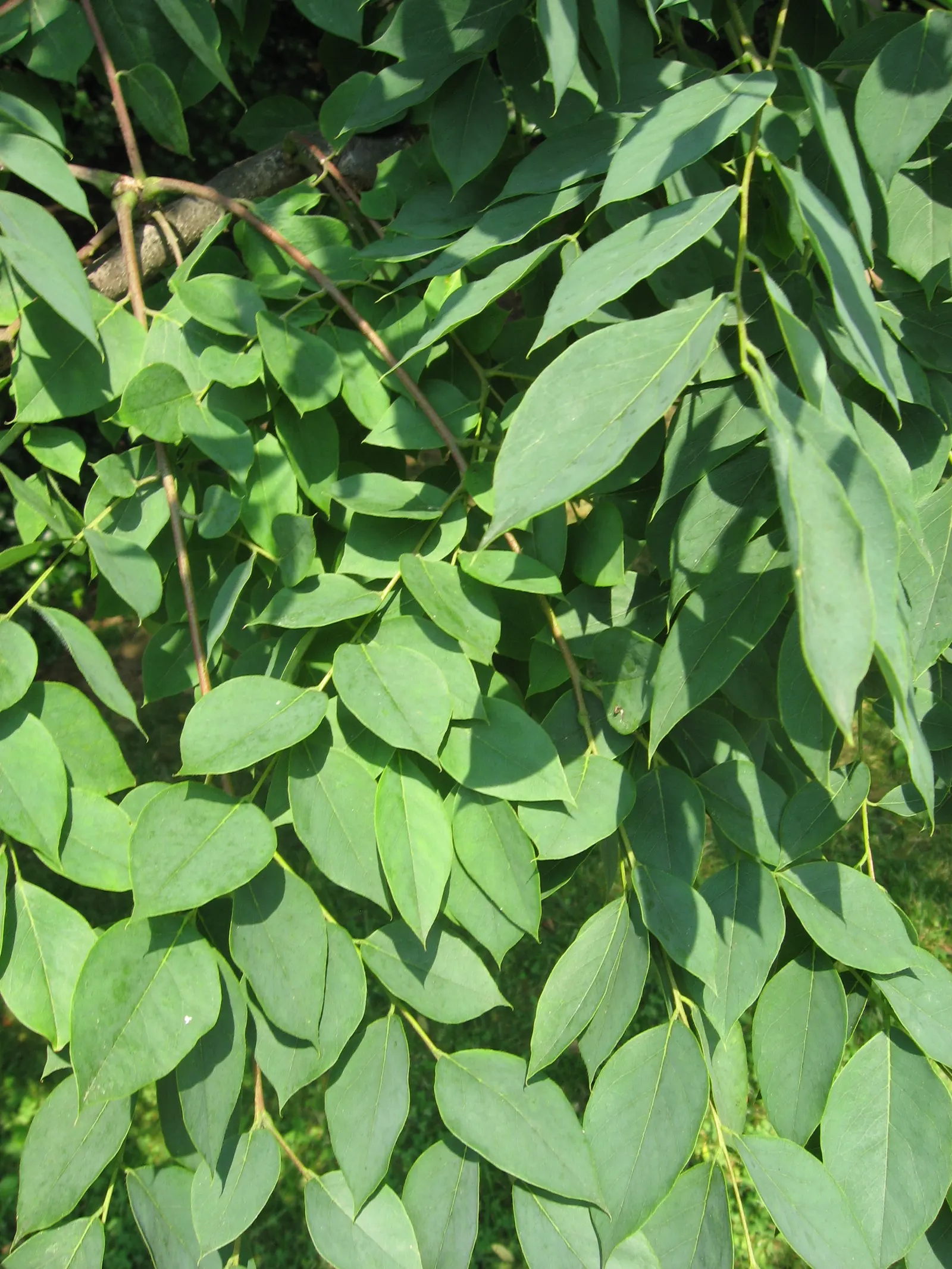 Kentucky Coffee Tree (Gymnocladus Dioicus) — while male trees maintain a cleaner appearance without the pods.<br><br>Hardy in USDA zones 3 through 8; the