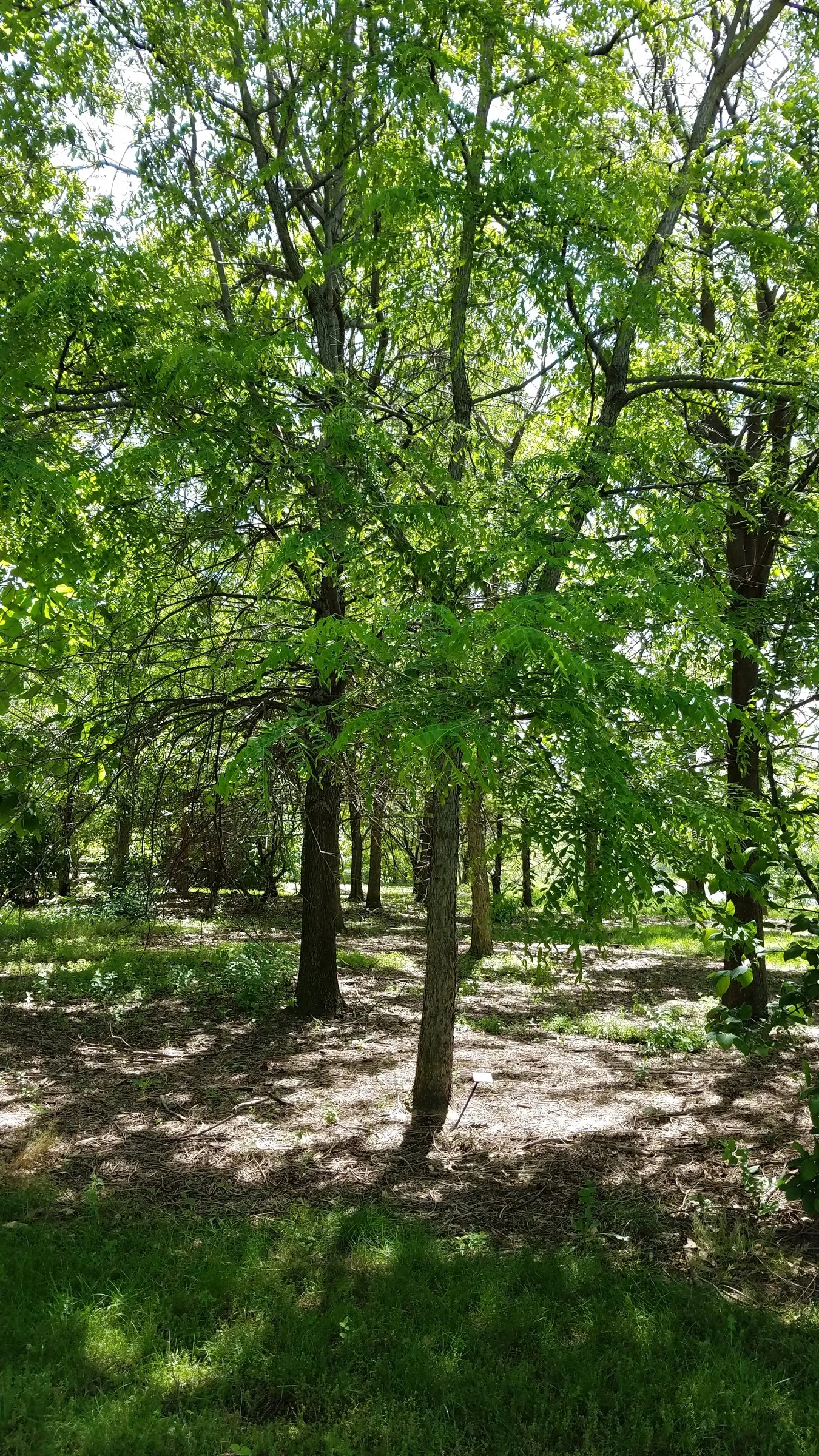 Kentucky Coffee Tree (Gymnocladus Dioicus) — dappled shade in summer before transitioning to a striking yellow hue in the fall; white flowers in the garden
