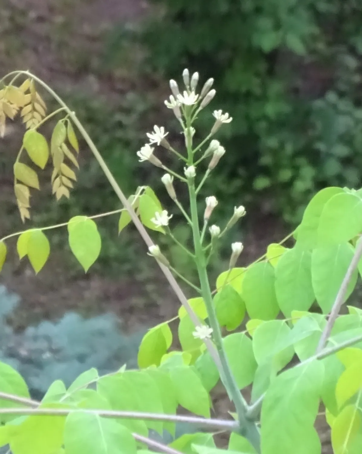 Kentucky Coffee Tree (Gymnocladus Dioicus) — growing 2 to 3 feet in length; this tree typically reaches between 60 and 75 feet with a canopy spread of 40 to 50