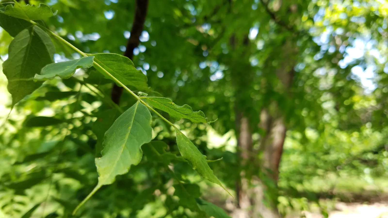 Kentucky Coffee Tree (Gymnocladus Dioicus) — tree for full
