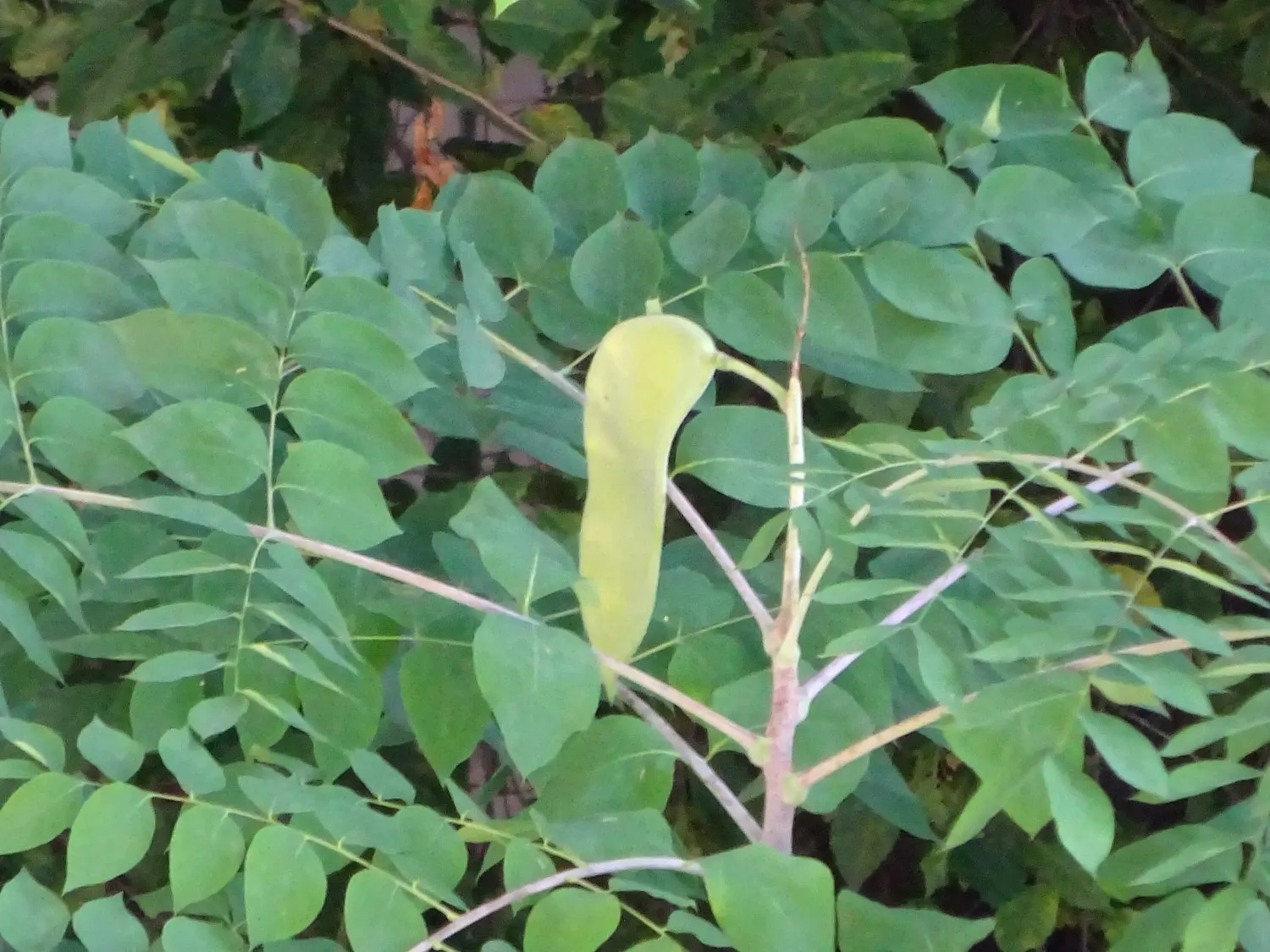 Kentucky Coffee Tree (Gymnocladus Dioicus) — When considering a Kentucky Coffee Tree for your design