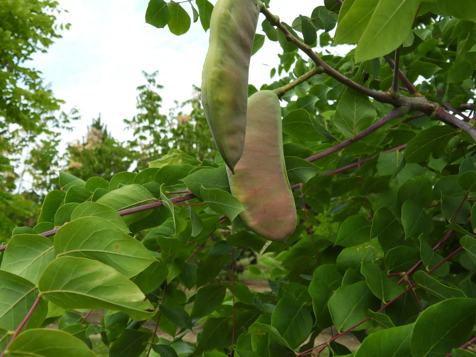 Kentucky Coffee Tree (Gymnocladus Dioicus) — Its robust and irregular growth habit lends an open; making it a resilient and low-maintenance option for the