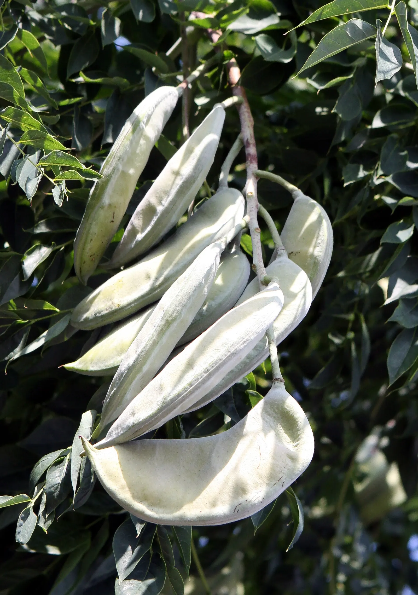 Kentucky Coffee Tree (Gymnocladus Dioicus) — white flowers in the garden