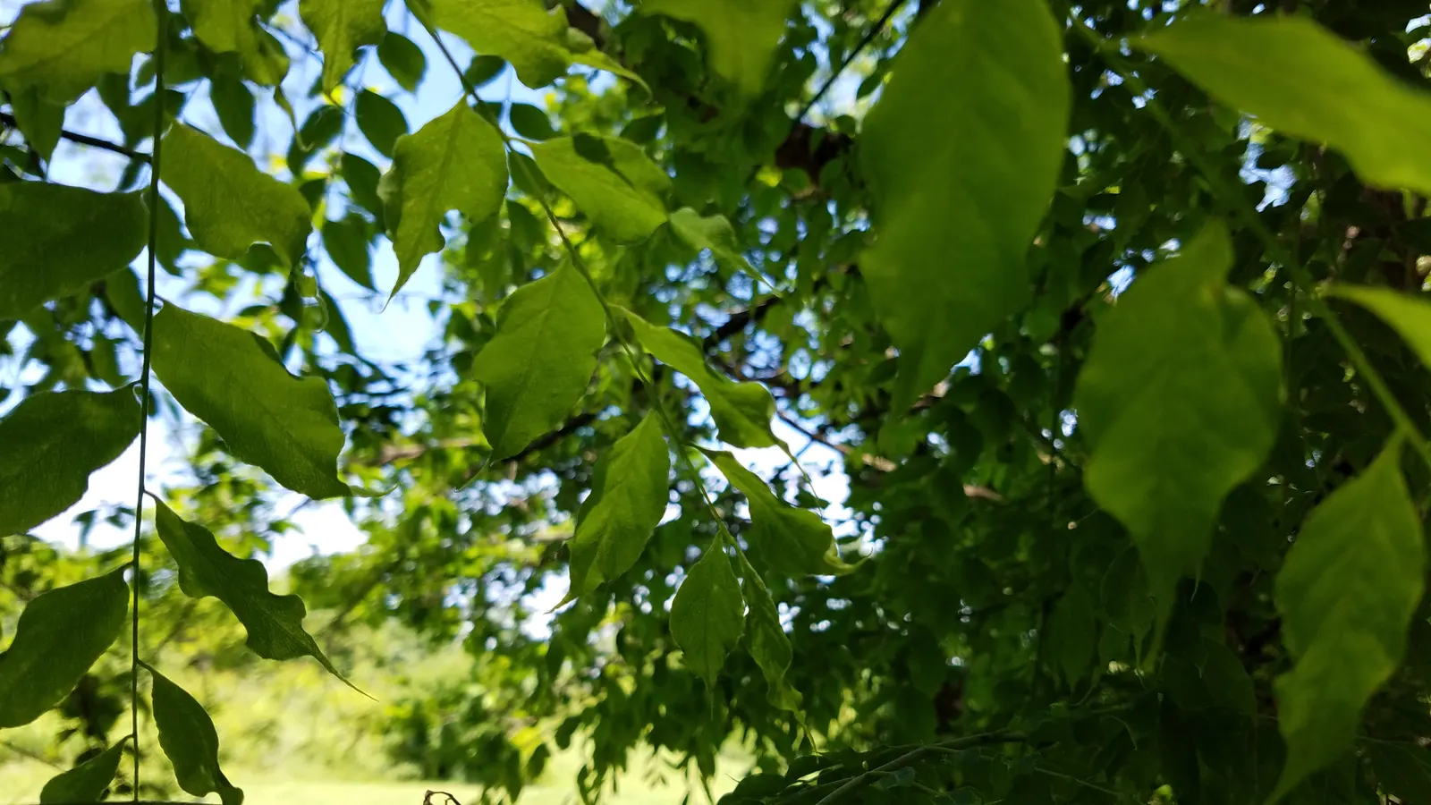 Kentucky Coffee Tree (Gymnocladus Dioicus) — Native to the Midwest, this low-maintenance tree is tolerant of various conditions; tree with white blooms