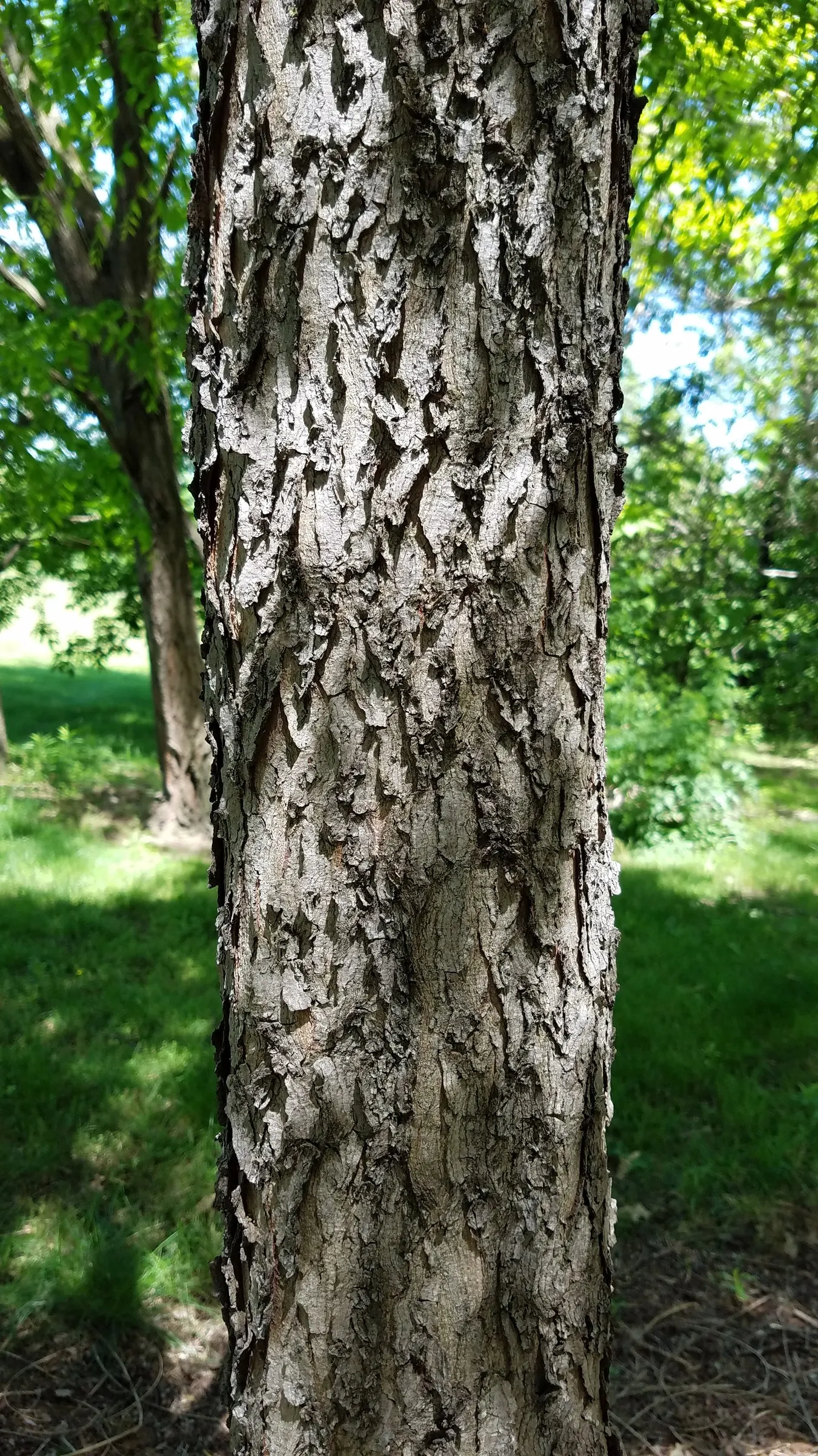 Kentucky Coffee Tree (Gymnocladus Dioicus) — making it a resilient and low-maintenance option for the discerning client; including dry and alkaline soils