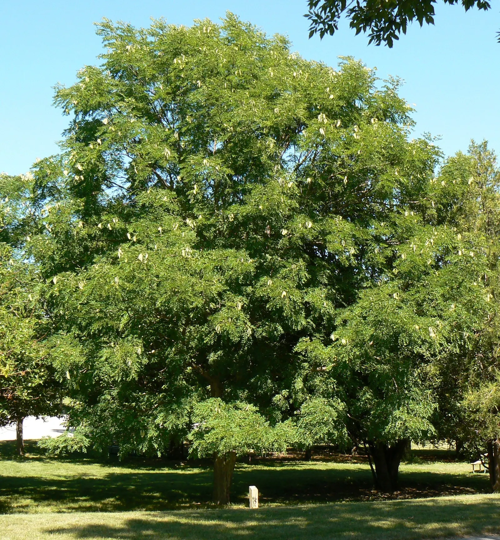 Kentucky Coffee Tree (Gymnocladus Dioicus) — which are among the largest of any temperate tree species