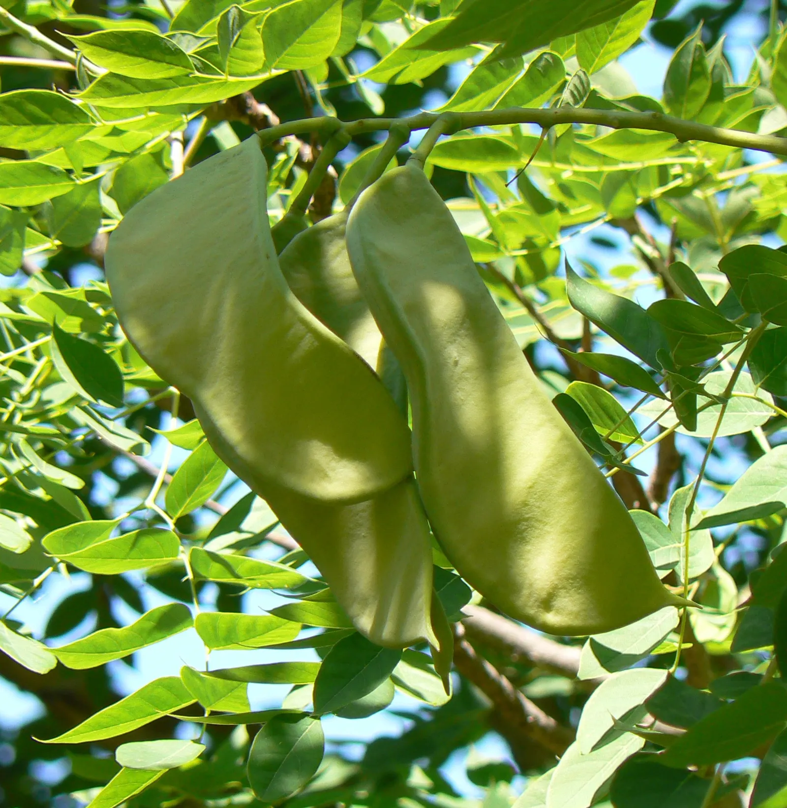 Kentucky Coffee Tree (Gymnocladus Dioicus) — It thrives in full sun and is tolerant of a variety of soil conditions