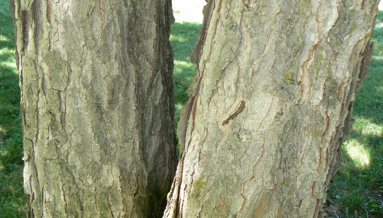 Kentucky Coffee Tree (Gymnocladus Dioicus) — It possesses a coarse, irregular growth habit and stout branches that bear large, bipinnate leaves