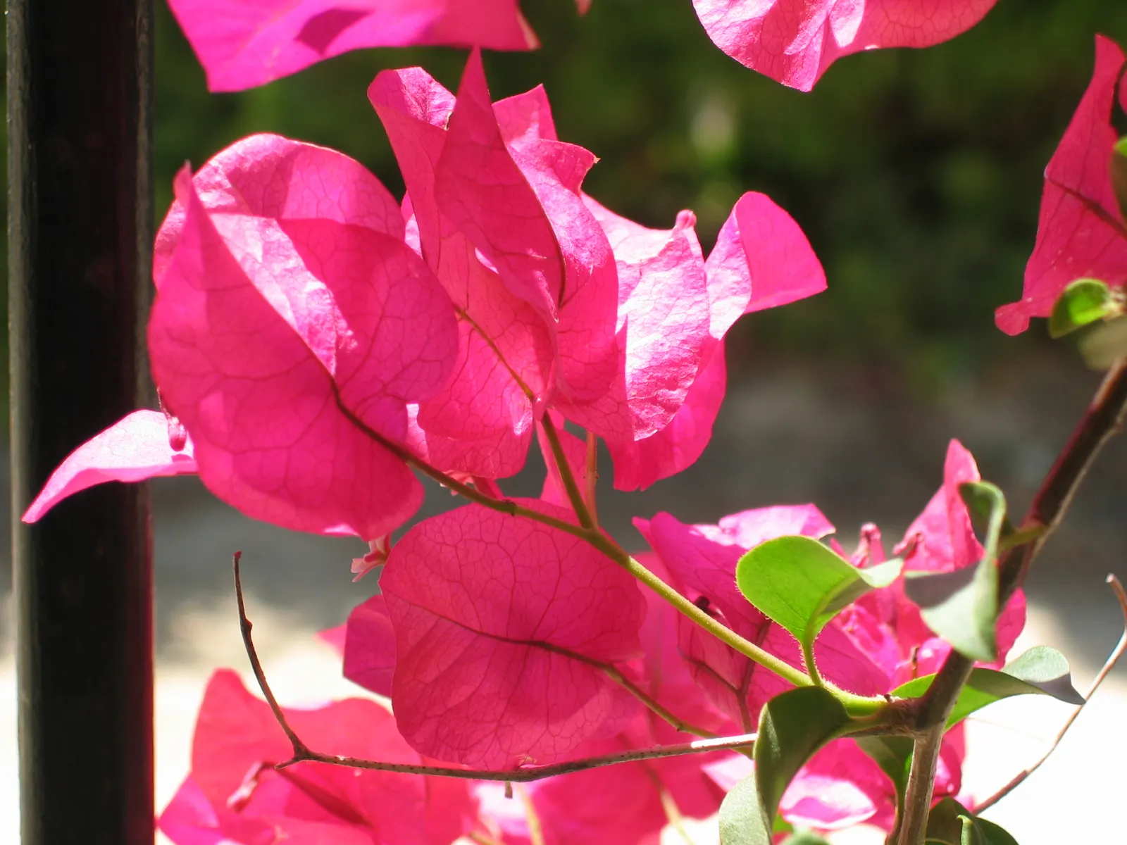 Bougainvillea (Bougainvillea Spectabilis) — providing a dazzling pop of color in warm climates
