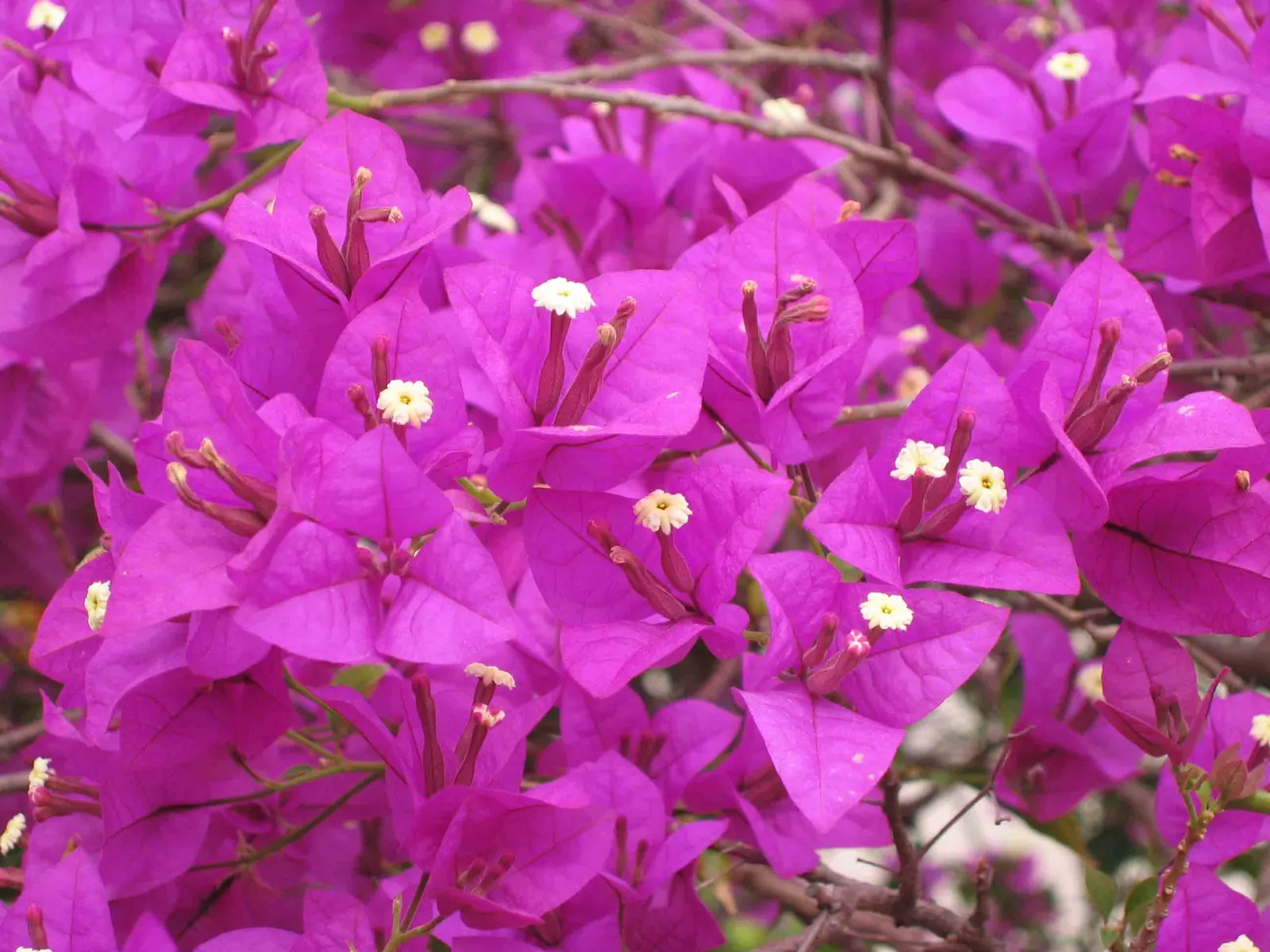 Bougainvillea (Bougainvillea Spectabilis) — Bracts in vibrant hues of purple