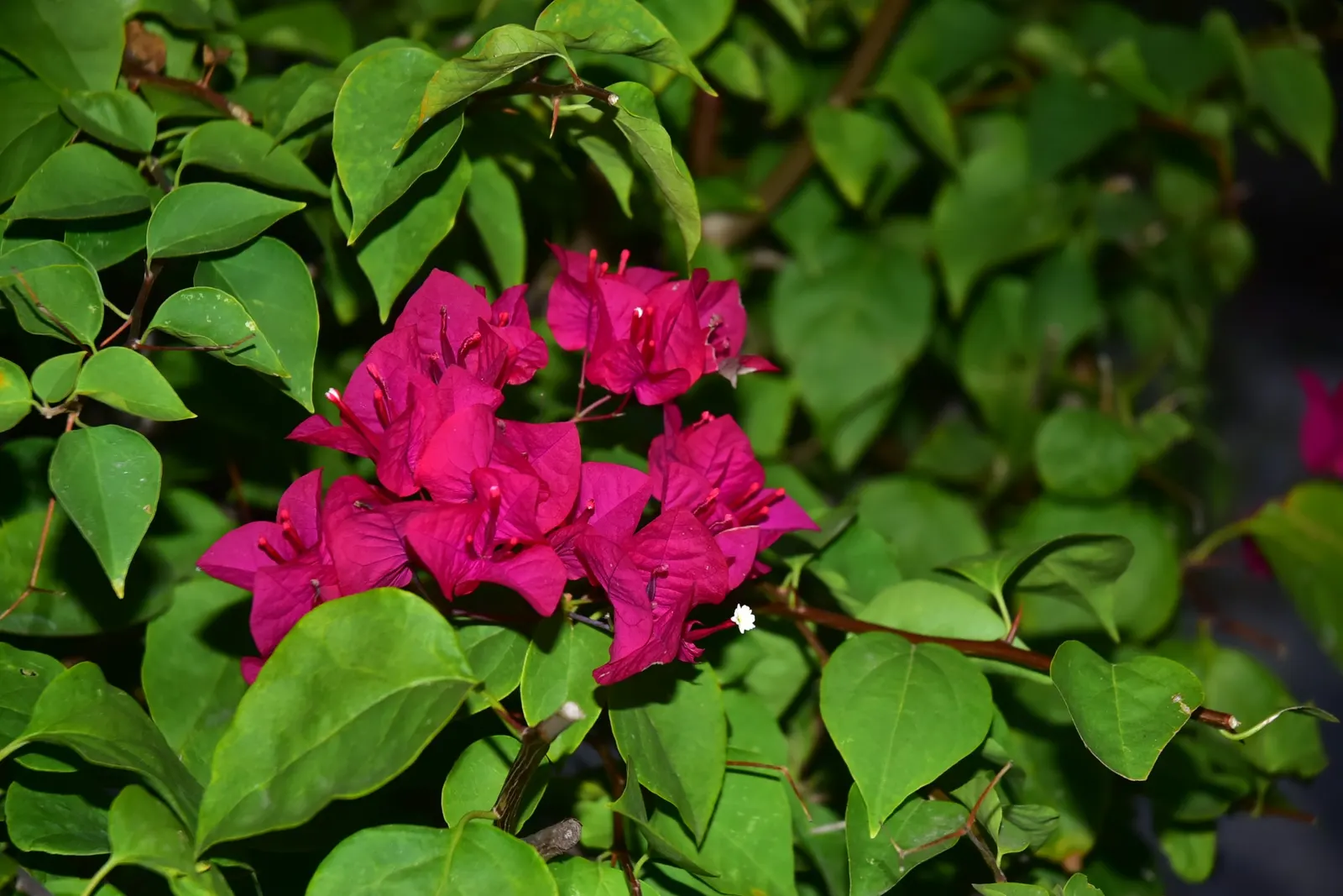 Bougainvillea (Bougainvillea Spectabilis) — and can be done at any time; commonly known as Bougainvillea