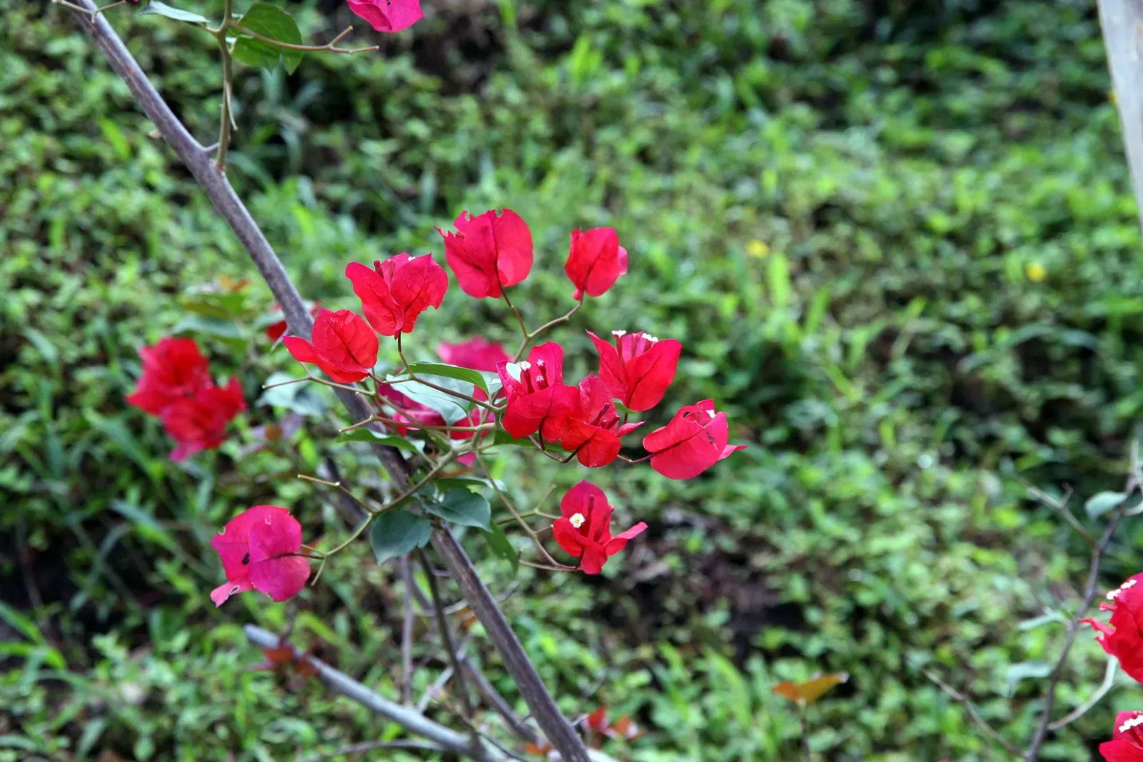 Bougainvillea (Bougainvillea Spectabilis) — Bougainvilleas thrive in full sun, demanding at least 6 hours of direct sunlight daily to bloom abundantly