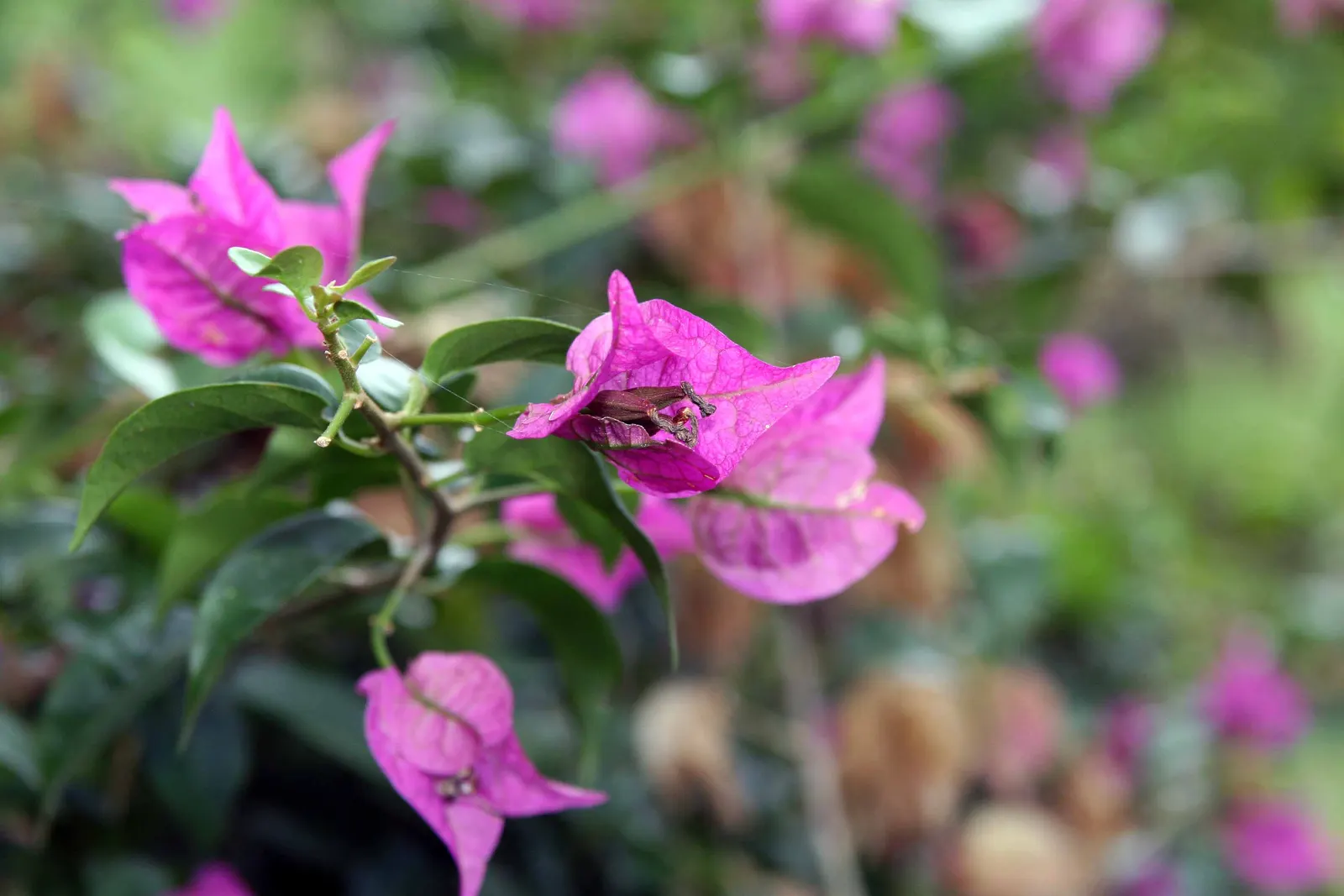 Bougainvillea (Bougainvillea Spectabilis) — woody vine famed for its lush