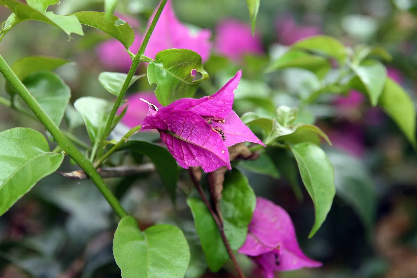Bougainvillea (Bougainvillea Spectabilis) — as Bougainvilleas bloom on new growth; is a vibrant and hardy perennial vine that brings a lush and, image 64