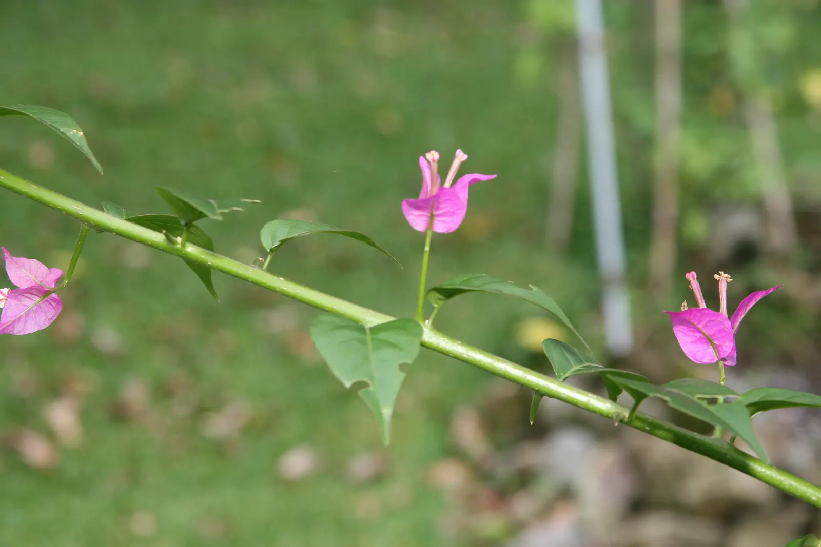 Bougainvillea (Bougainvillea Spectabilis) — they can be grown outdoors year-round; and can be done at any time