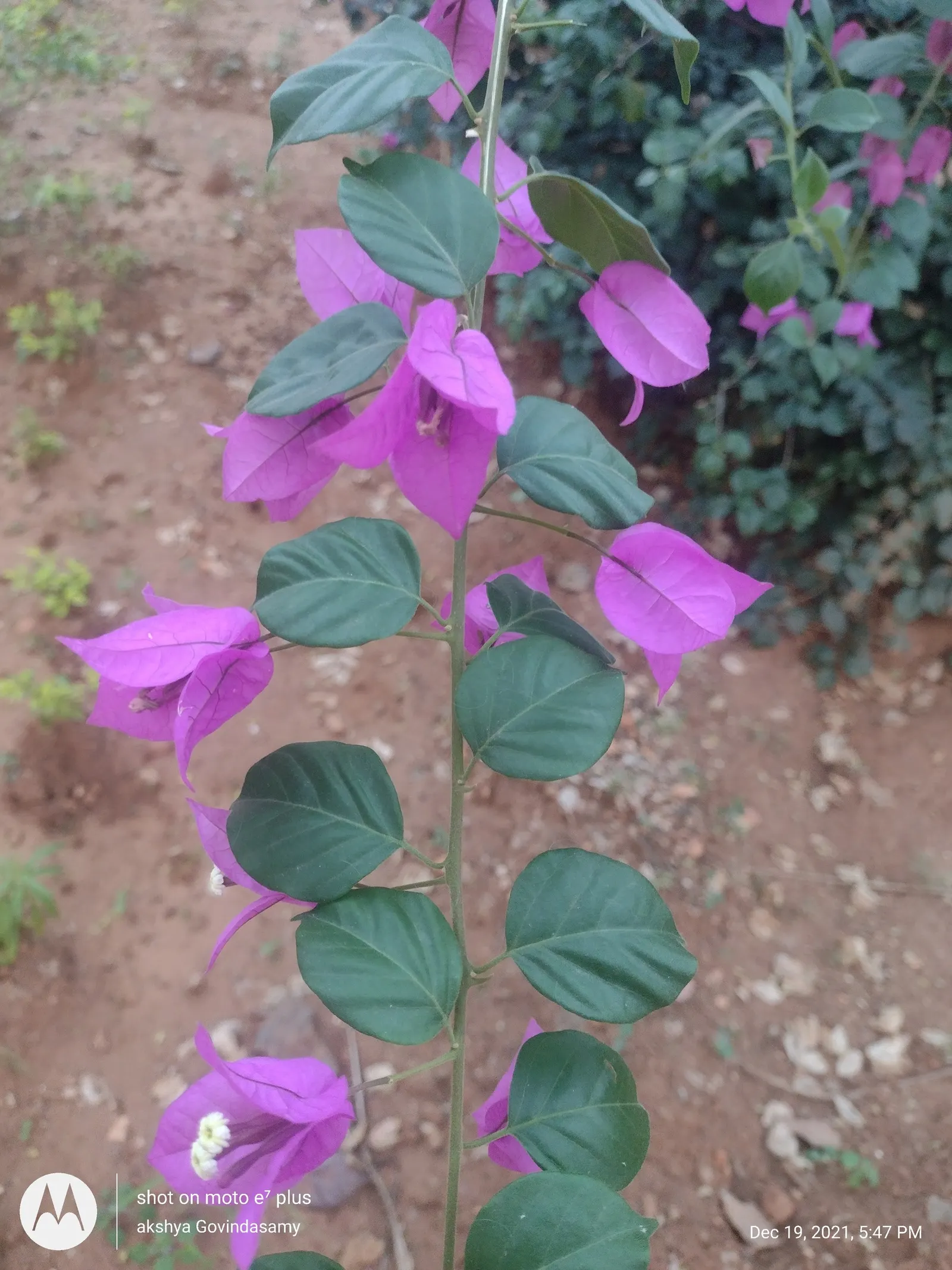 Bougainvillea (Bougainvillea Spectabilis) — to climb and showcase its beauty effectively