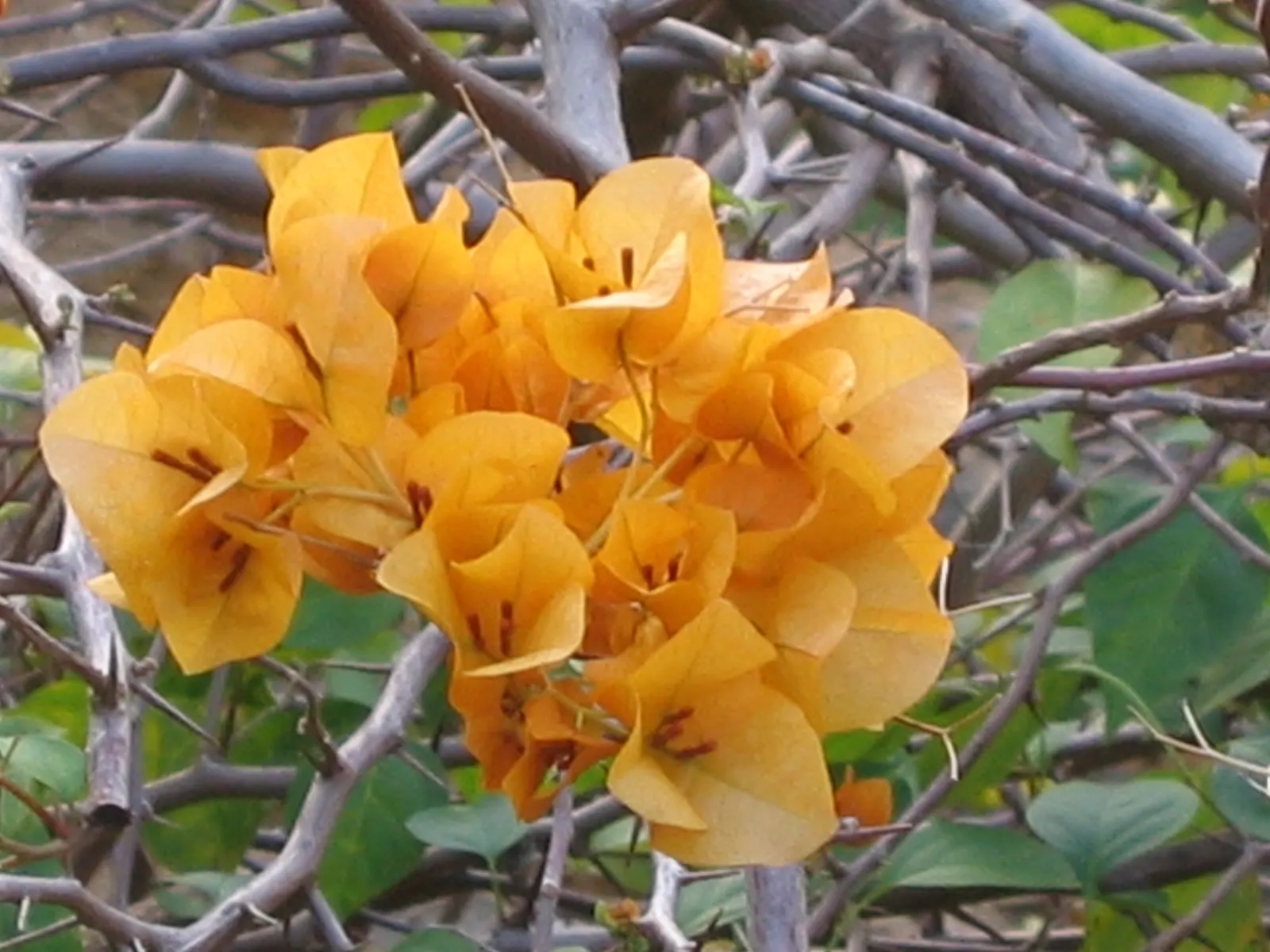 Bougainvillea (Bougainvillea Spectabilis) — to climb and showcase its beauty effectively; pink and red flowers in the garden