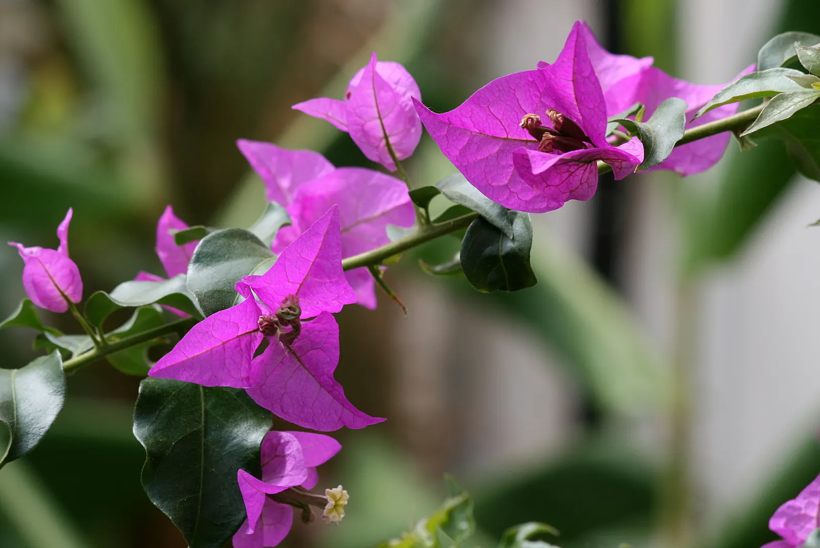 Bougainvillea (Bougainvillea Spectabilis) — vine for full; making it an ideal choice for a show-stopping garden feature