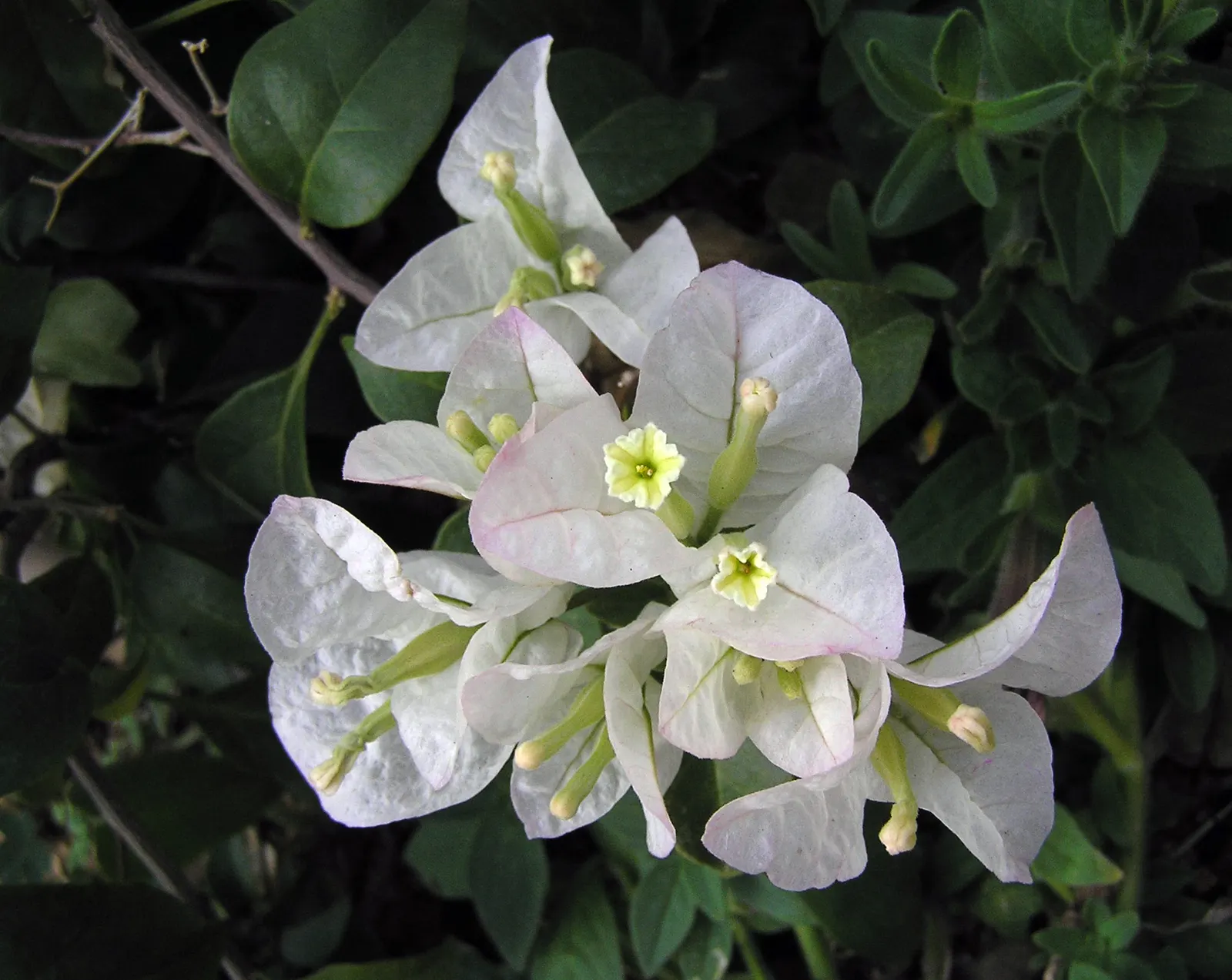 Bougainvillea (Bougainvillea Spectabilis) — but they appreciate a balanced; the Bougainvillea spectabilis will reward the landscape with its breathtaking color