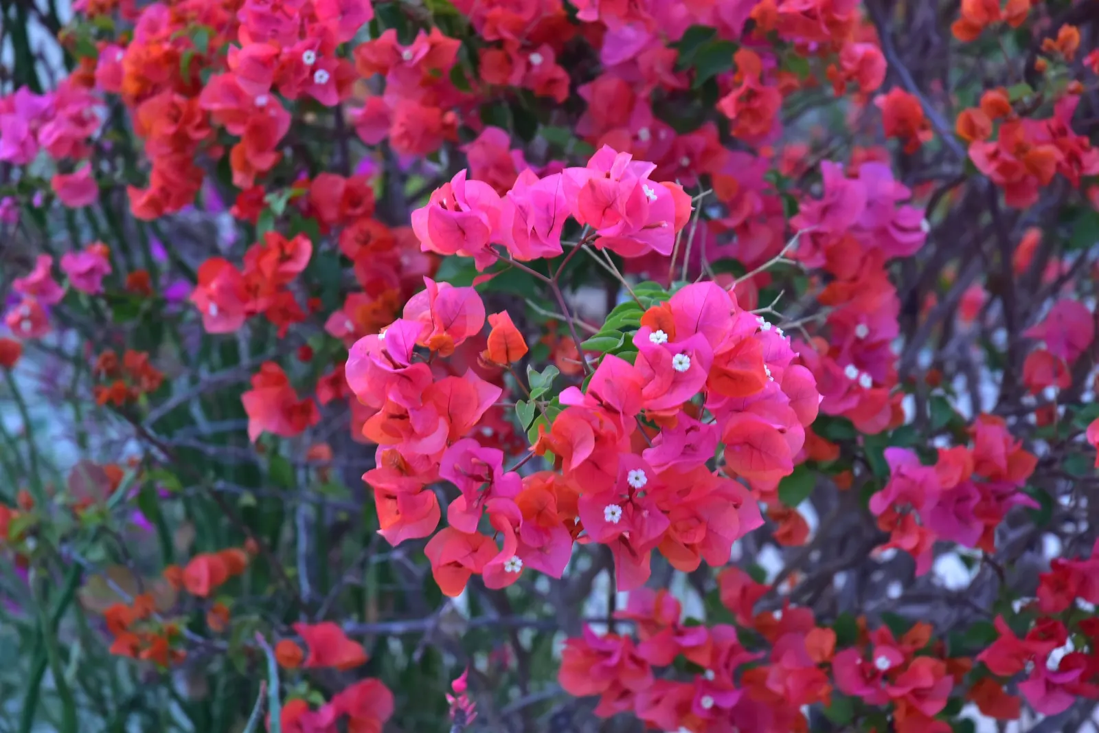 Bougainvillea (Bougainvillea Spectabilis) — In USDA zones 9 through 11