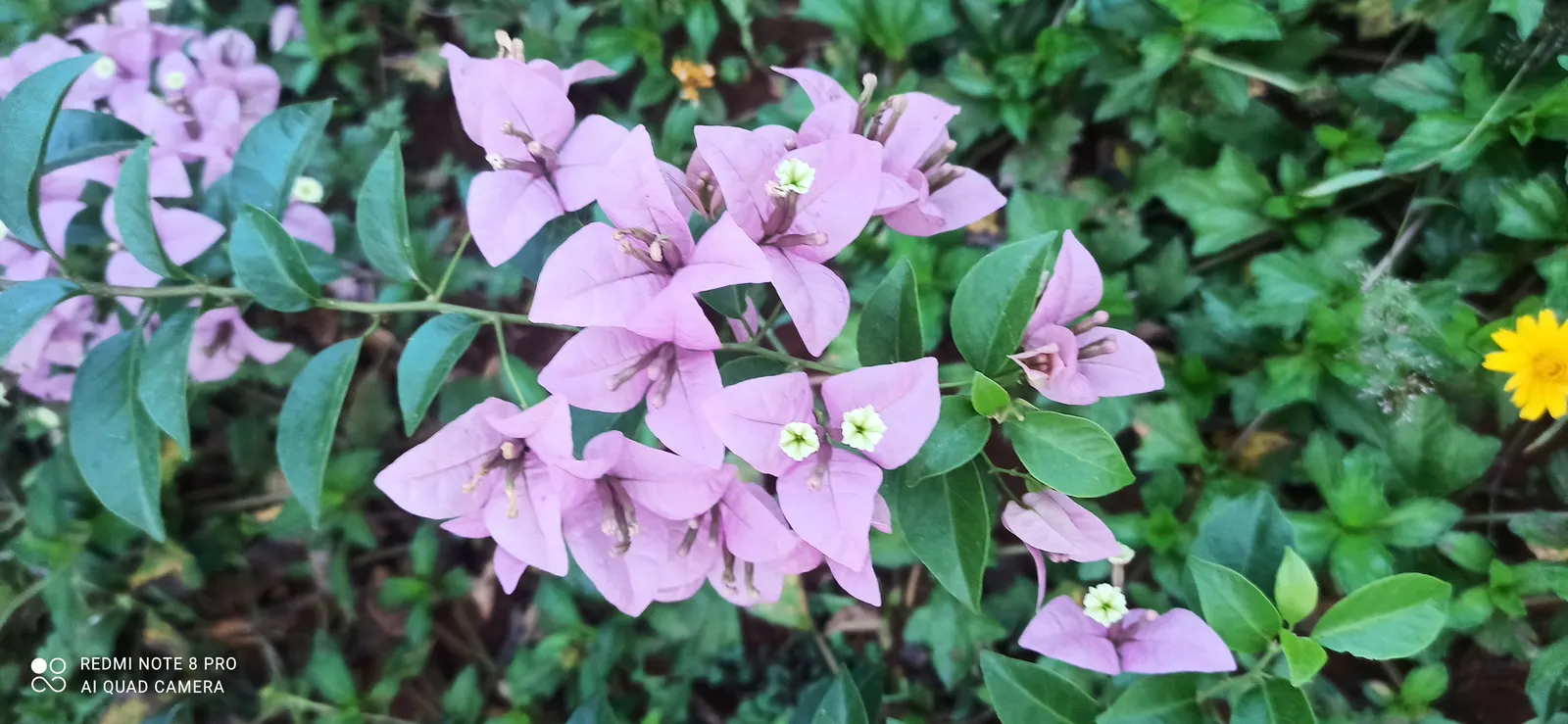 Bougainvillea (Bougainvillea Spectabilis) — as Bougainvilleas bloom on new growth