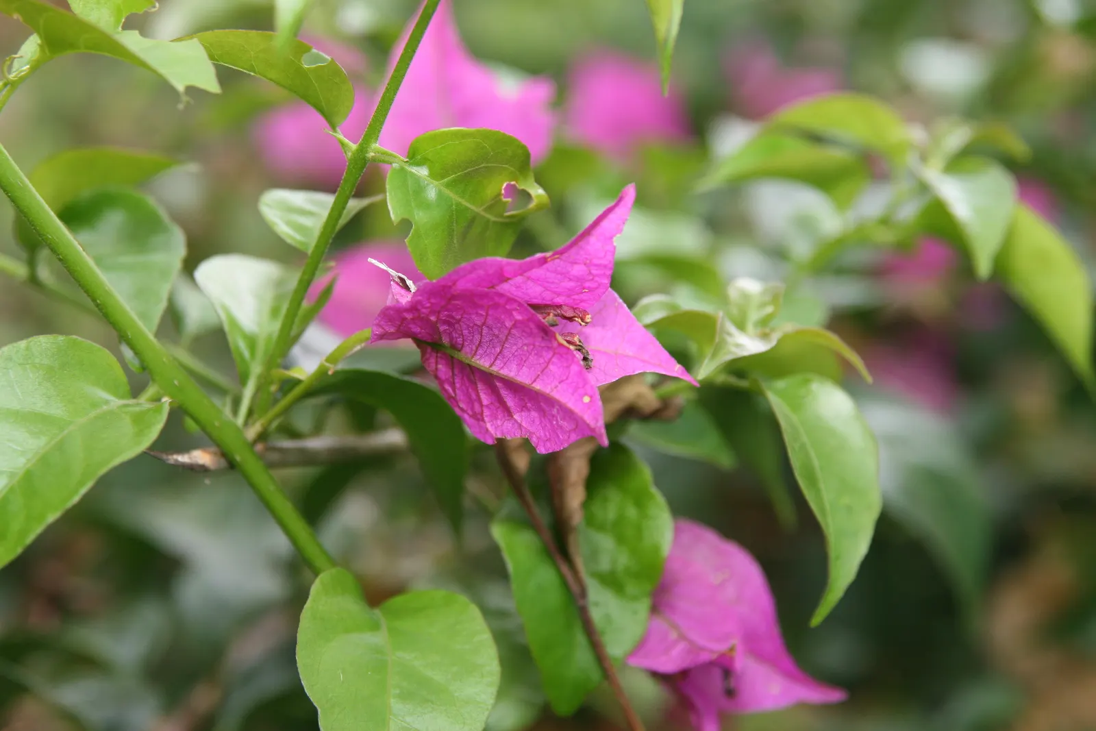 Bougainvillea (Bougainvillea Spectabilis) — is a vibrant and hardy perennial vine that brings a lush and tropical flair to any landscape design, image 54