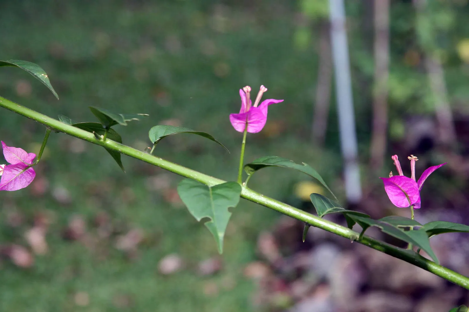 Bougainvillea (Bougainvillea Spectabilis) — Bougainvilleas thrive in full sun, demanding at least 6 hours of direct sunlight daily to bloom, image 80