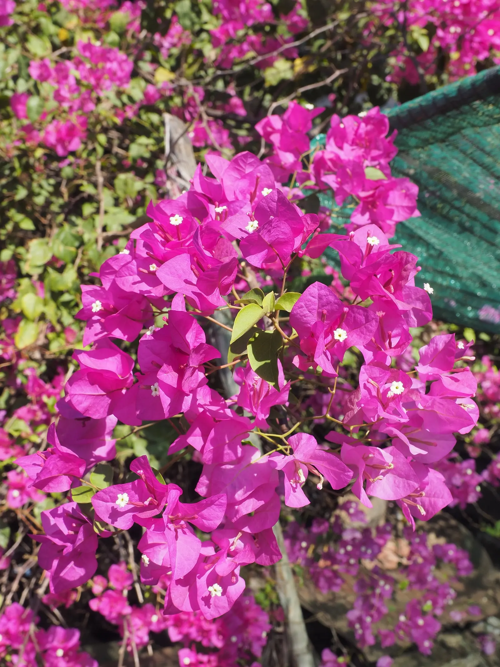 Bougainvillea (Bougainvillea Spectabilis) — slow-release fertilizer during their active growth periods in spring and summer