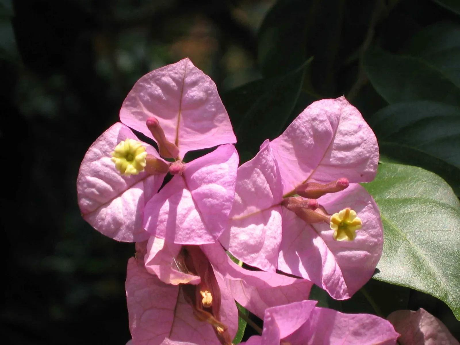 Bougainvillea (Bougainvillea Spectabilis) — they can be grown outdoors year-round