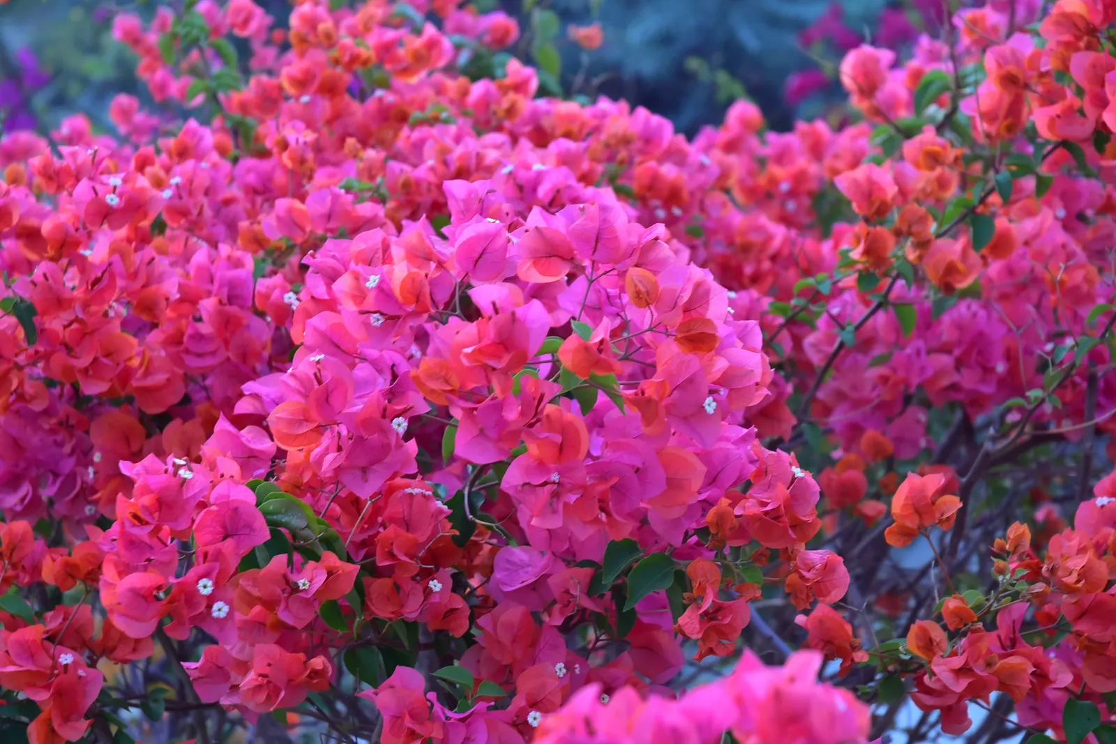 Bougainvillea (Bougainvillea Spectabilis) — the Bougainvillea spectabilis will reward the landscape with its breathtaking color and lush green, image 65