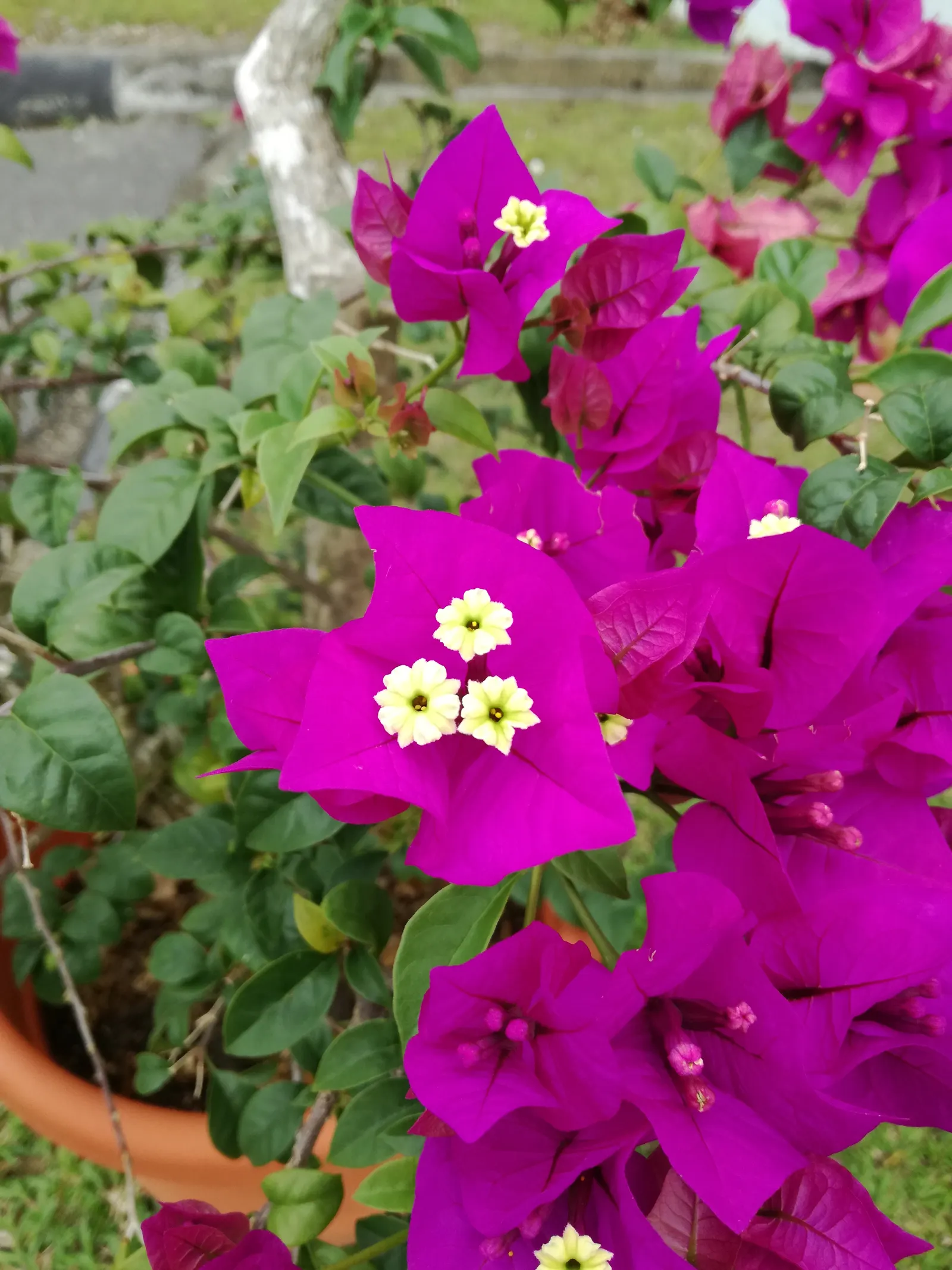 Bougainvillea (Bougainvillea Spectabilis) — They prefer well-draining soil and are relatively drought-tolerant, image 58