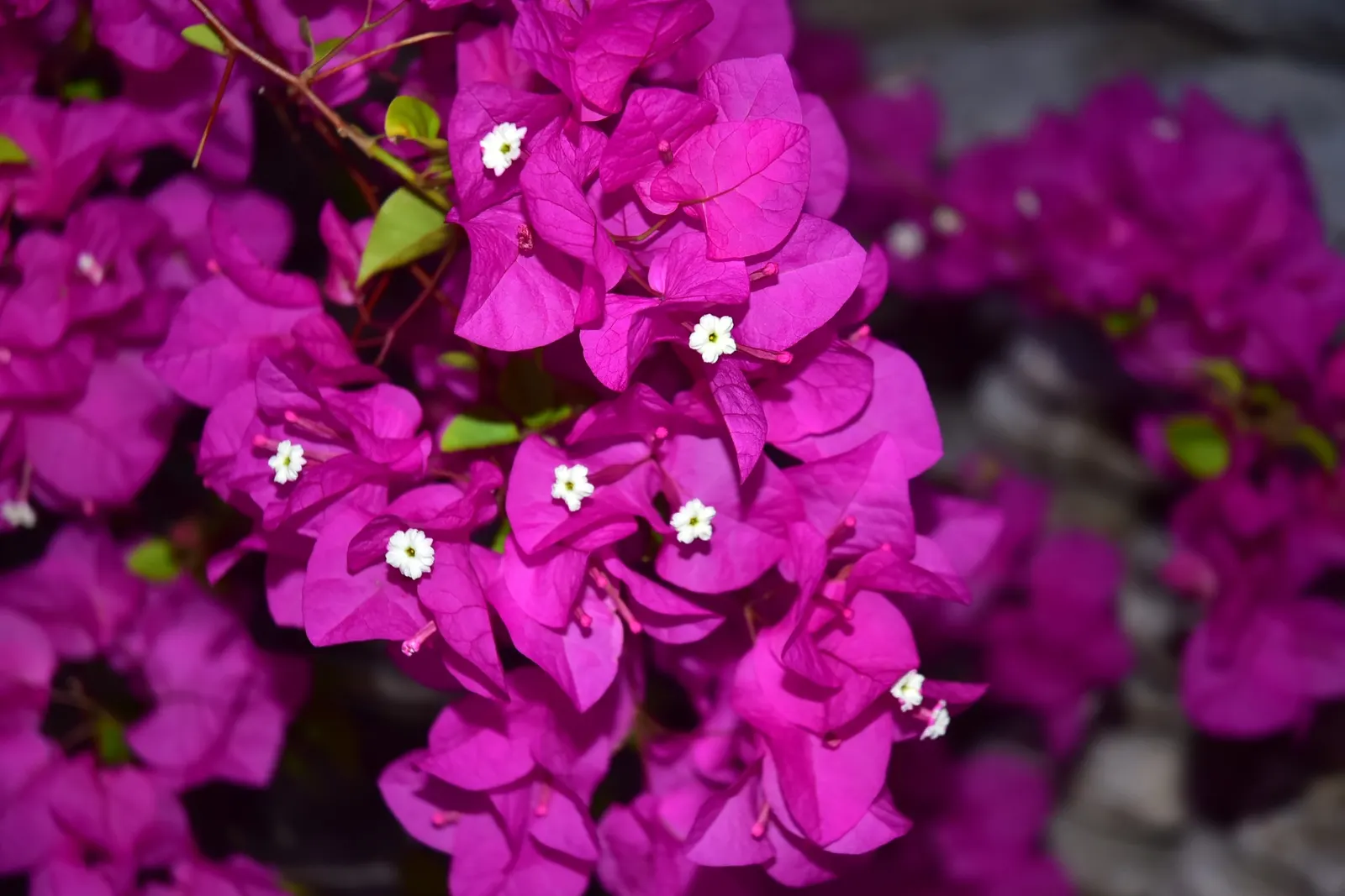 Bougainvillea (Bougainvillea Spectabilis) — such as a trellis or fence; slow-release fertilizer during their active growth periods in spring and, image 78