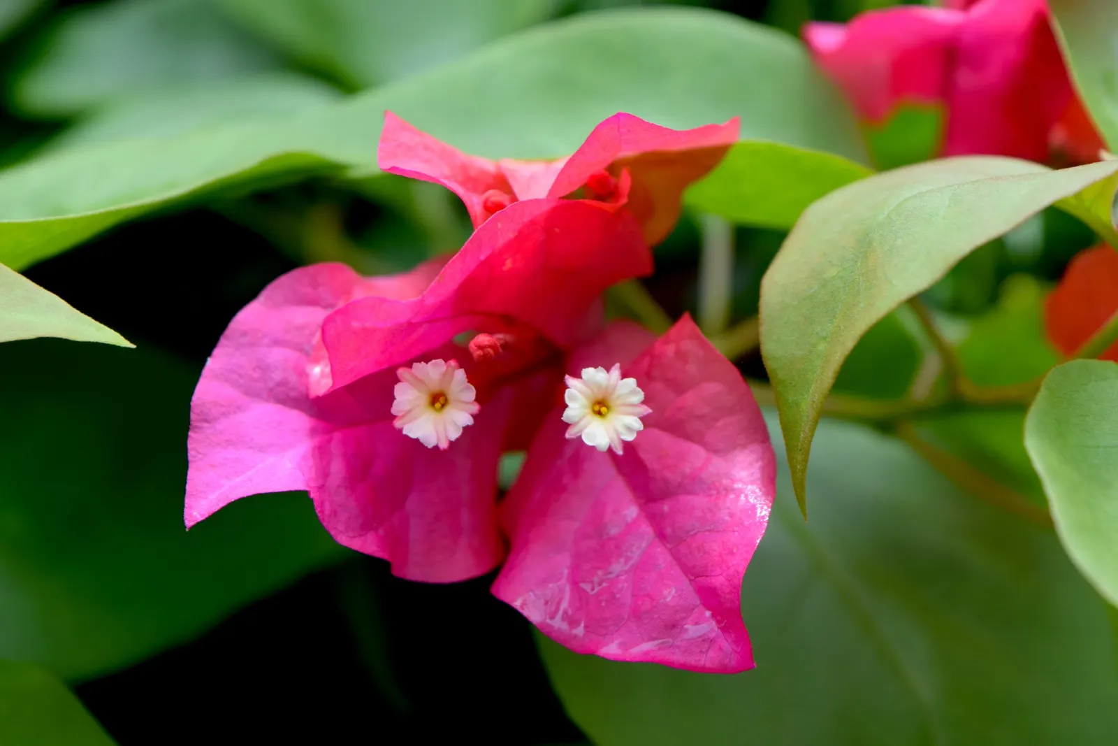 Bougainvillea (Bougainvillea Spectabilis) — This sun-loving perennial can reach up to 15-40 feet in height and is ideal for trellises; they can be, image 52