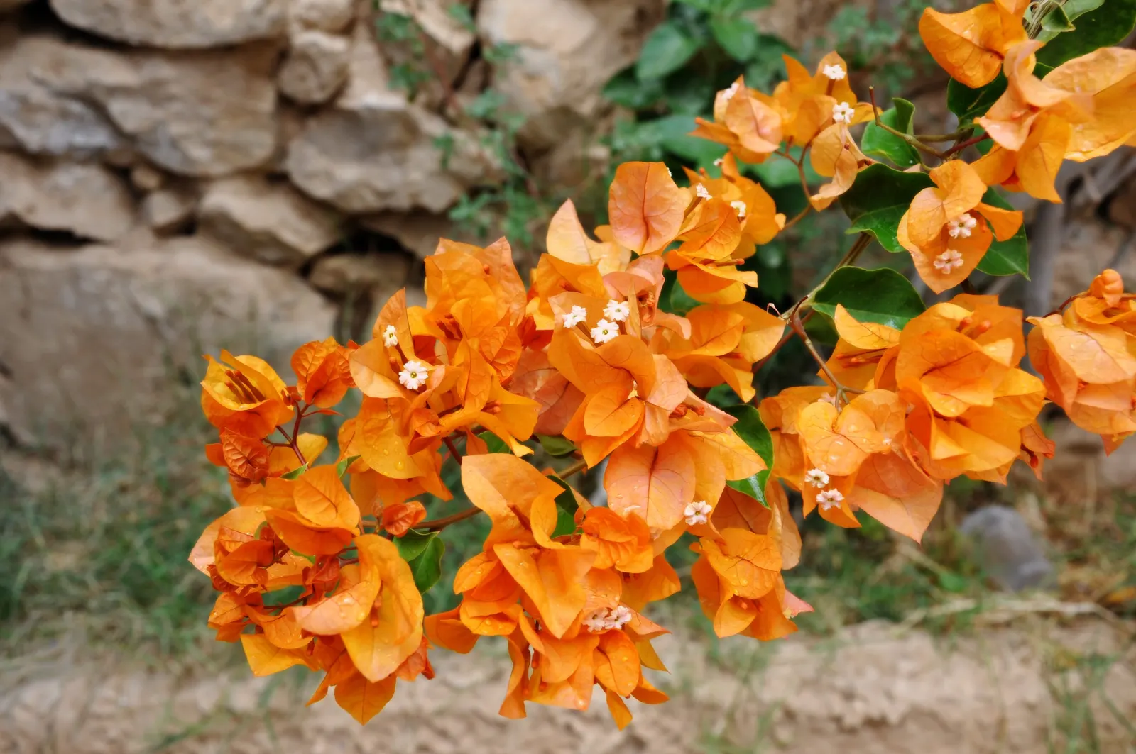 Bougainvillea (Bougainvillea Spectabilis) — woody vine famed for its lush; bougainvilleas thrive in full sun, demanding at least 6 hours of direct sunlight