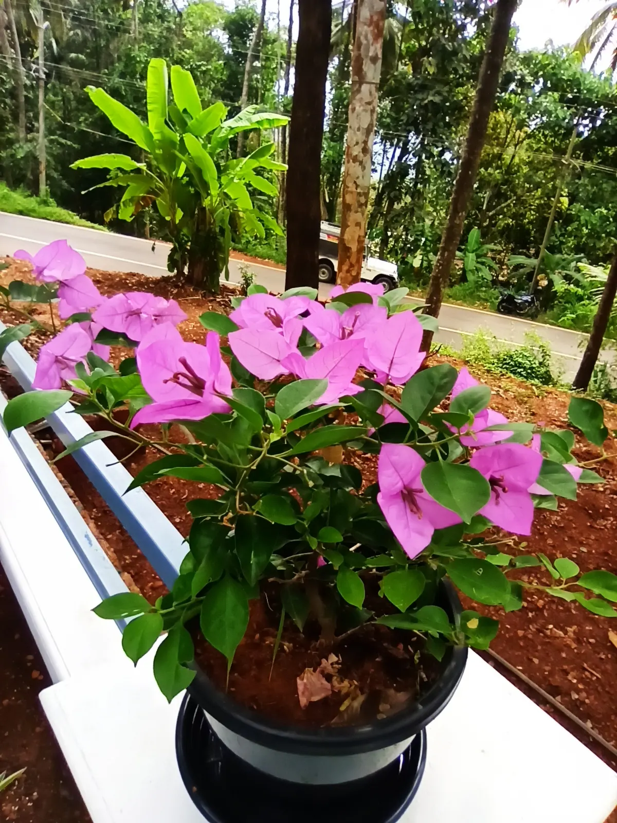 Bougainvillea (Bougainvillea Spectabilis) — This sun-loving perennial can reach up to 15-40 feet in height and is ideal for trellises; they can be, image 75