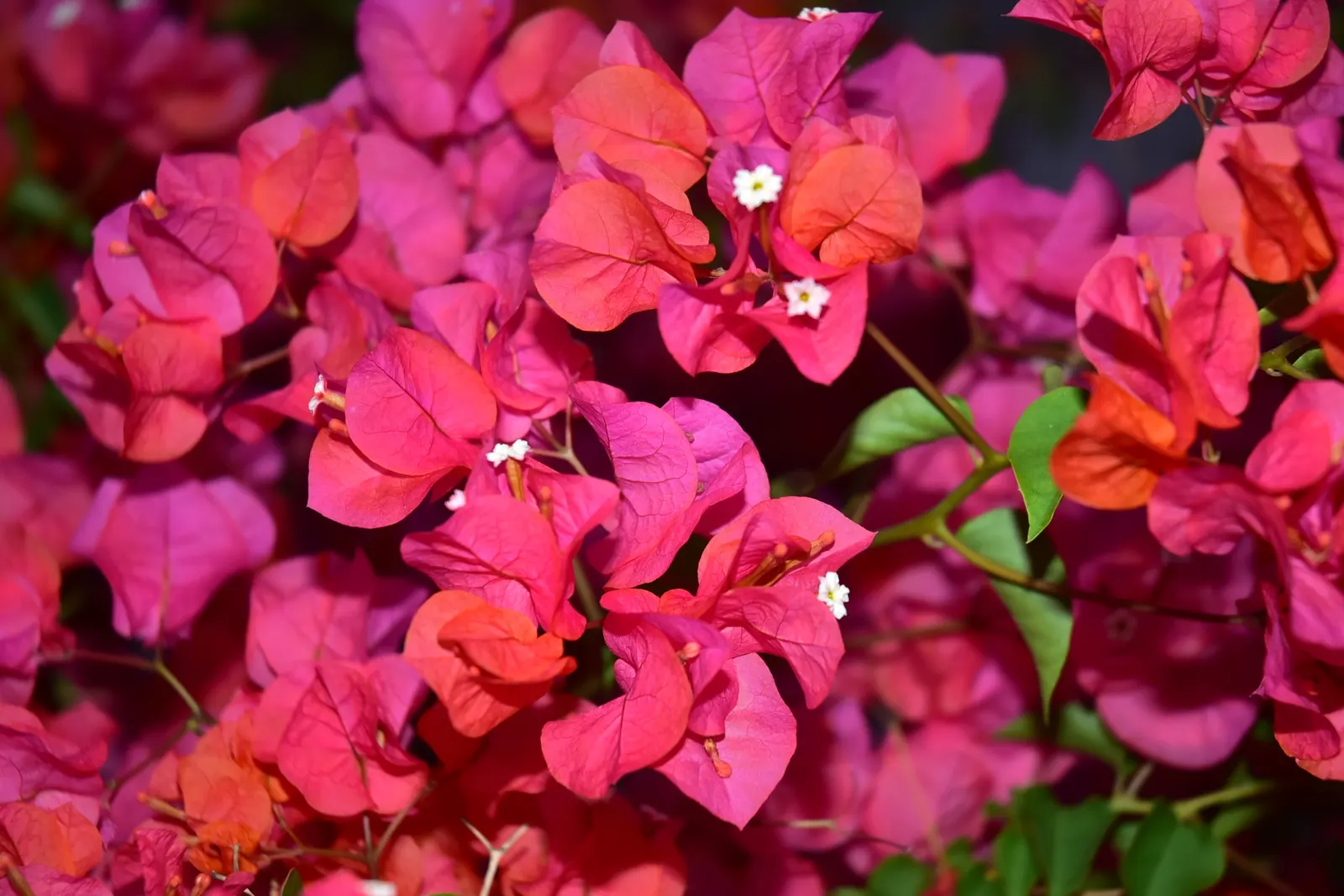 Bougainvillea (Bougainvillea Spectabilis) — commonly known as Bougainvillea; bracts in vibrant hues of purple, image 70