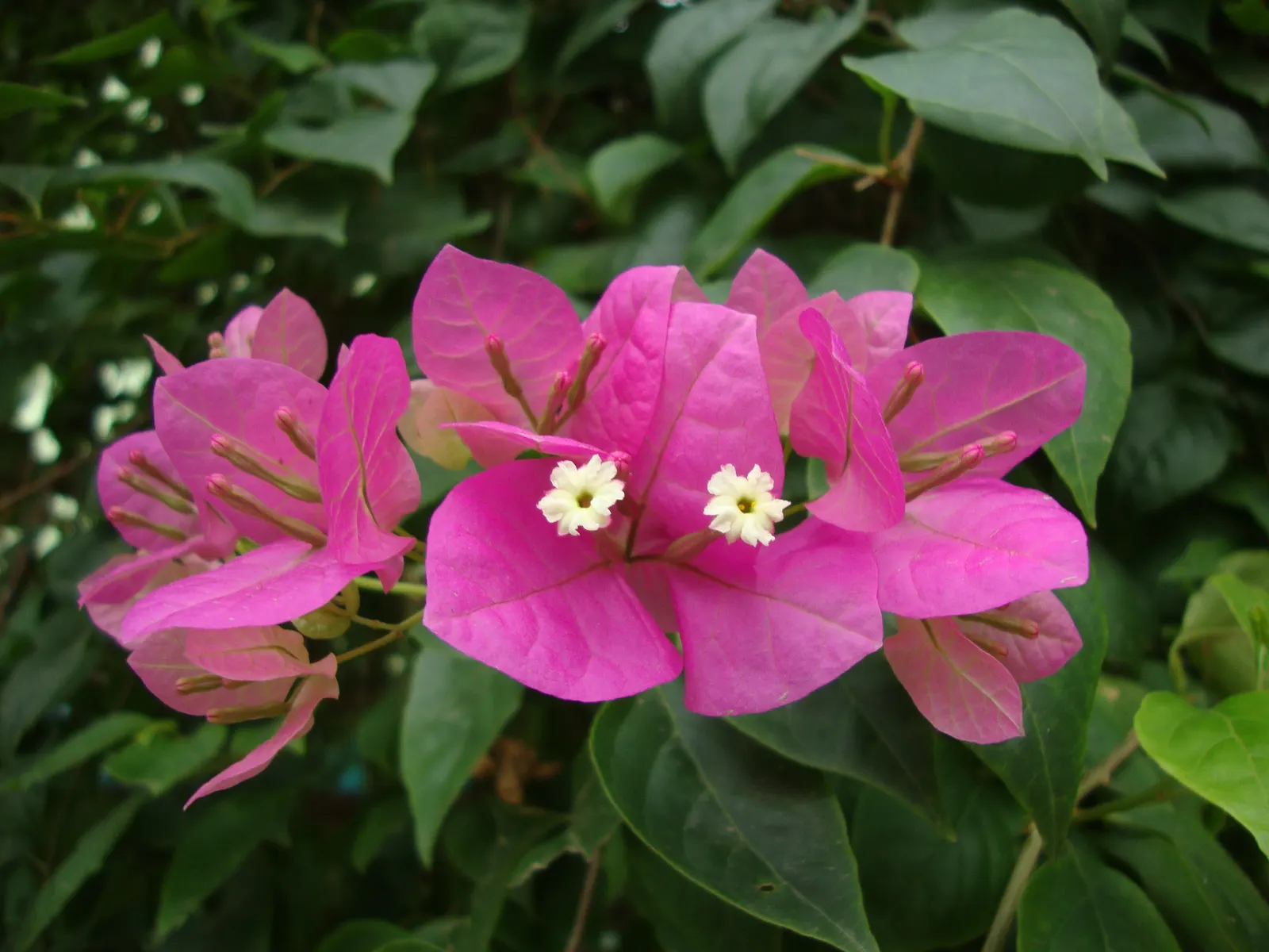 Bougainvillea (Bougainvillea Spectabilis) — commonly known as Bougainvillea; bracts in vibrant hues of purple