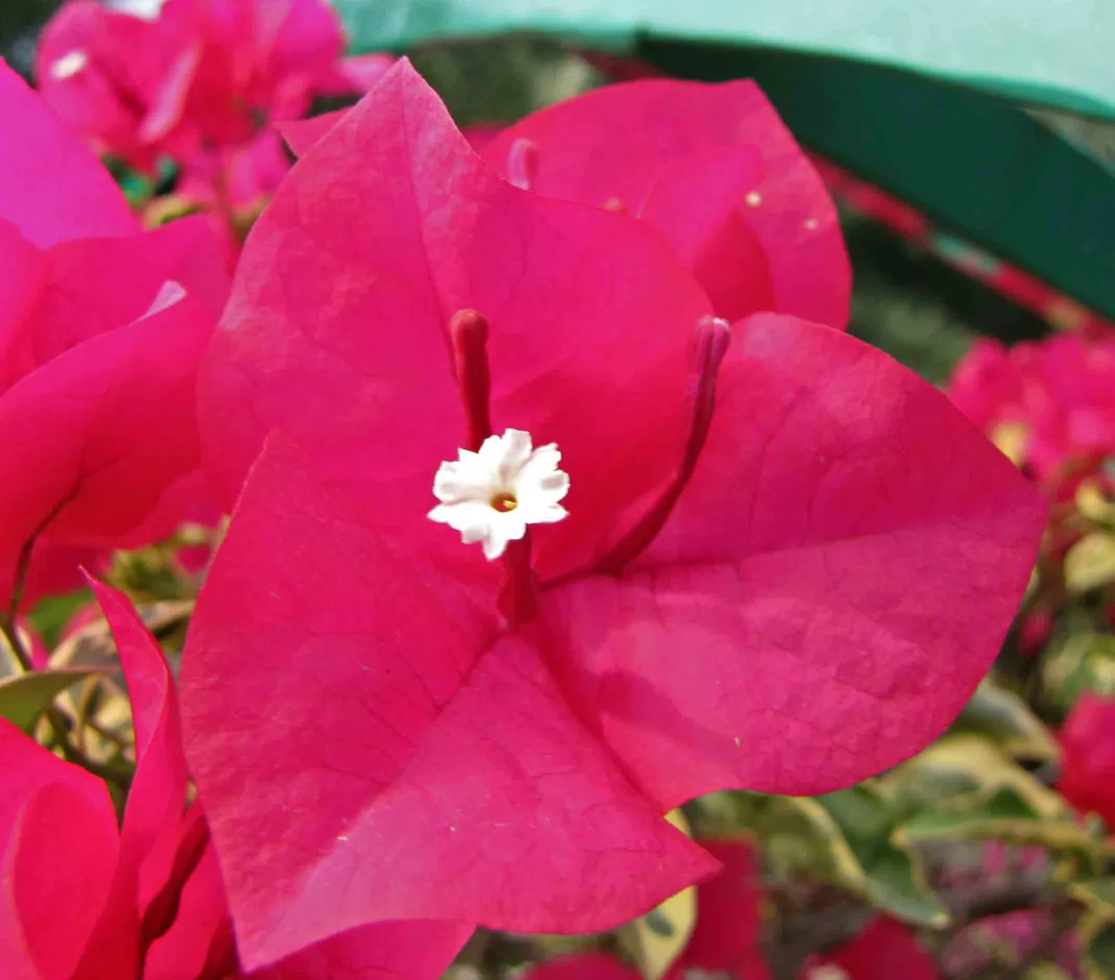Bougainvillea (Bougainvillea Spectabilis) — and can be done at any time