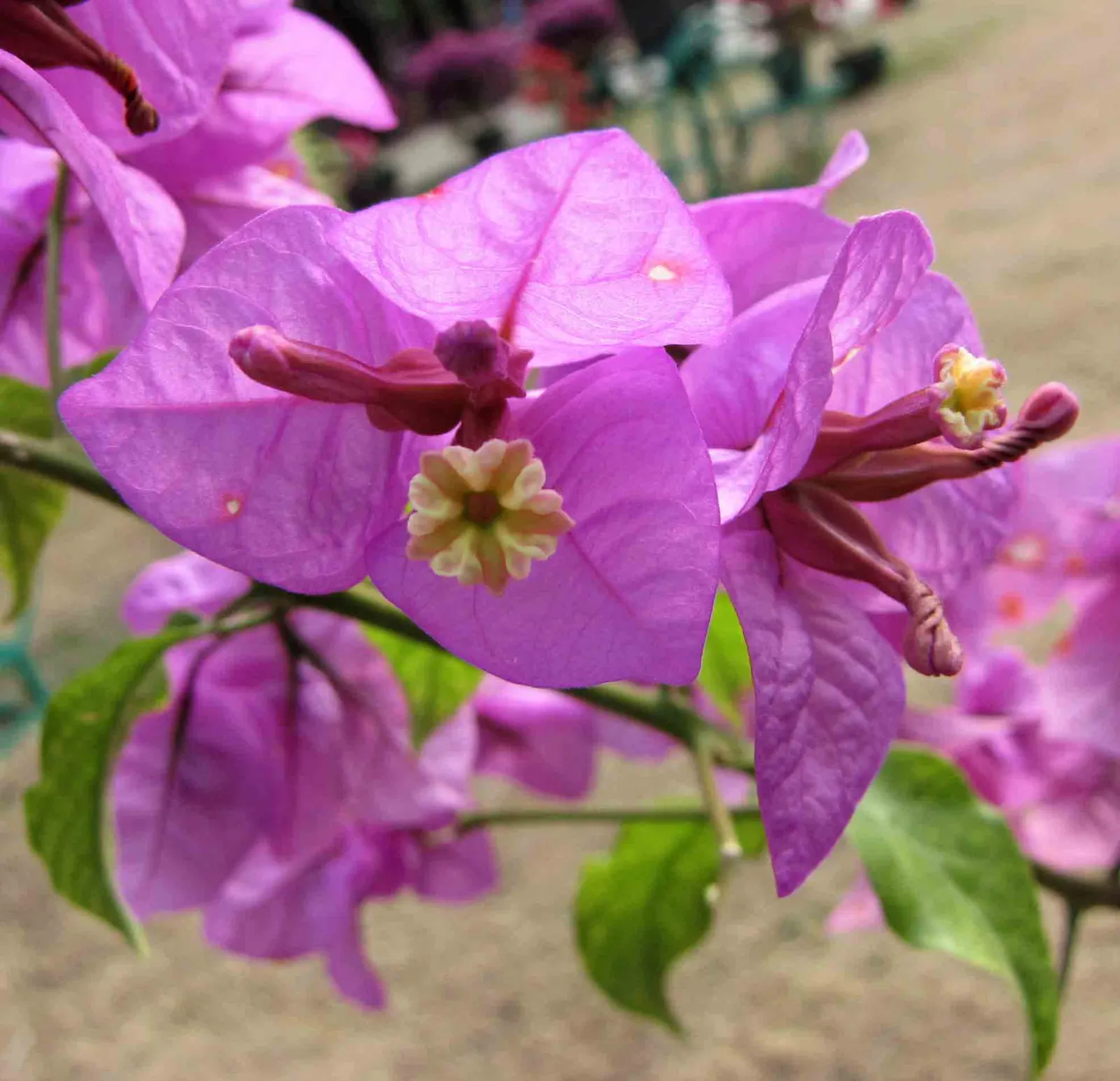 Bougainvillea (Bougainvillea Spectabilis) — is a vibrant and hardy perennial vine that brings a lush and tropical flair to any landscape design; providing a