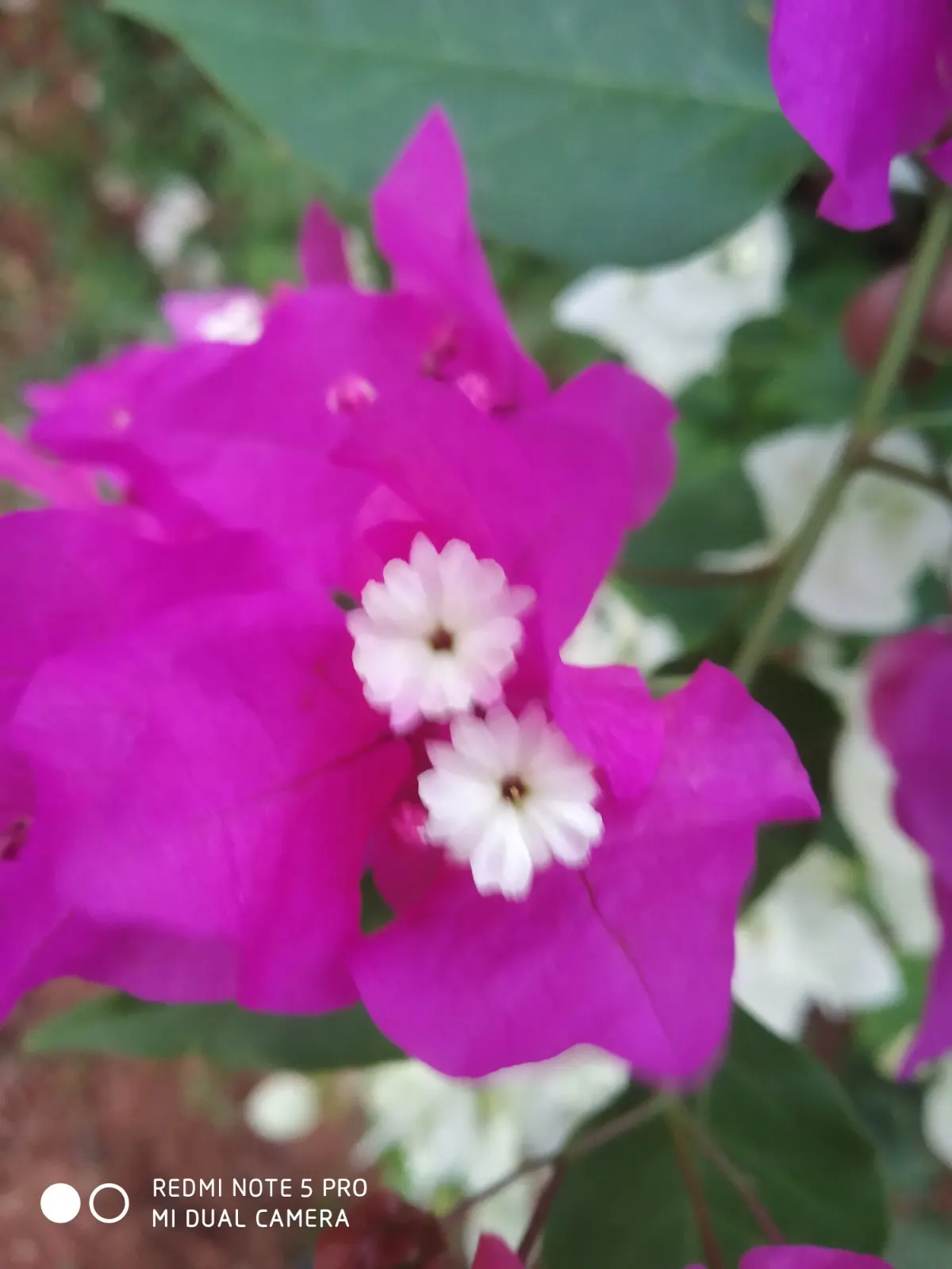 Bougainvillea (Bougainvillea Spectabilis) — and can be done at any time; commonly known as Bougainvillea, image 63